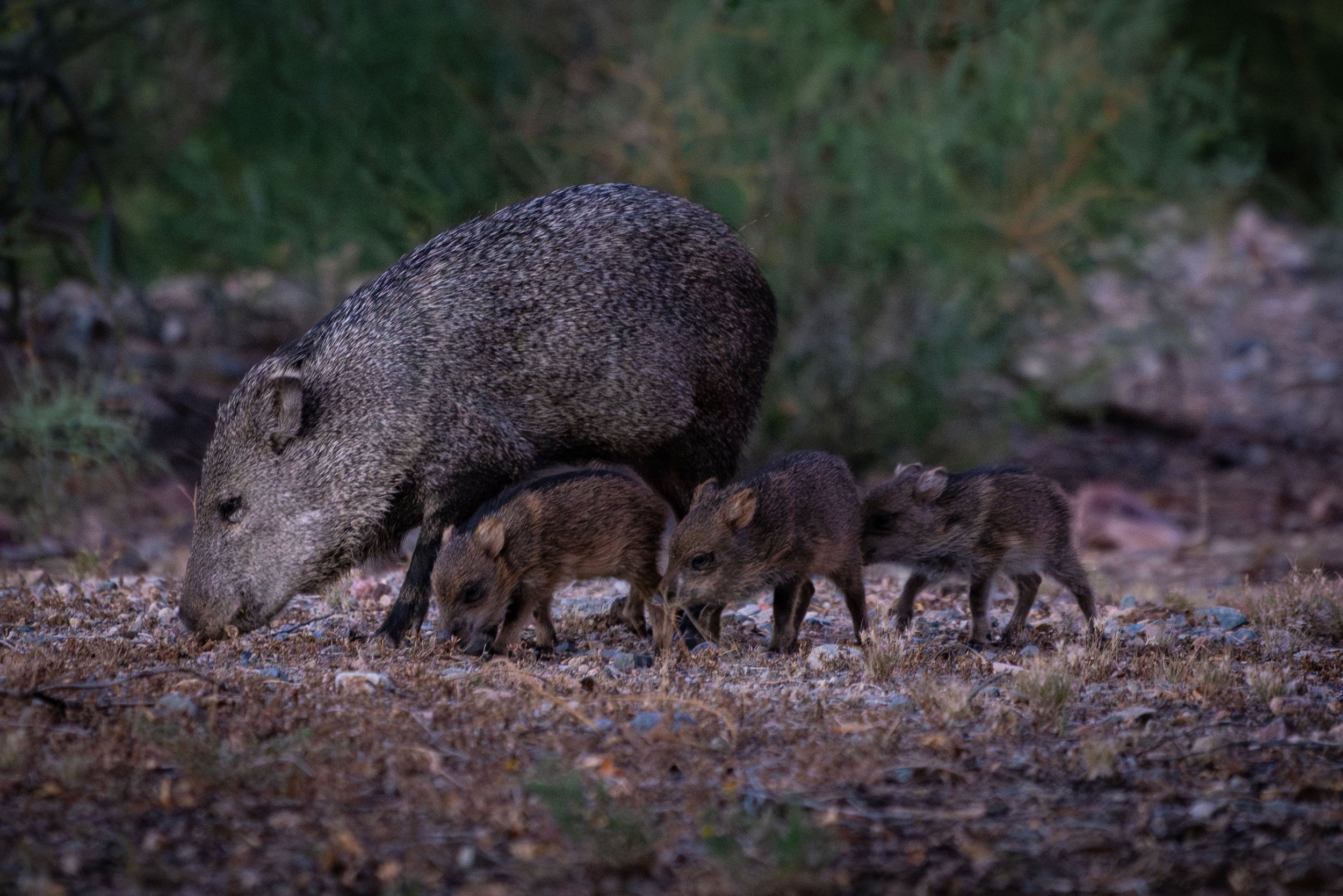 A mother marmot with three baby marmots on a forest ground.
