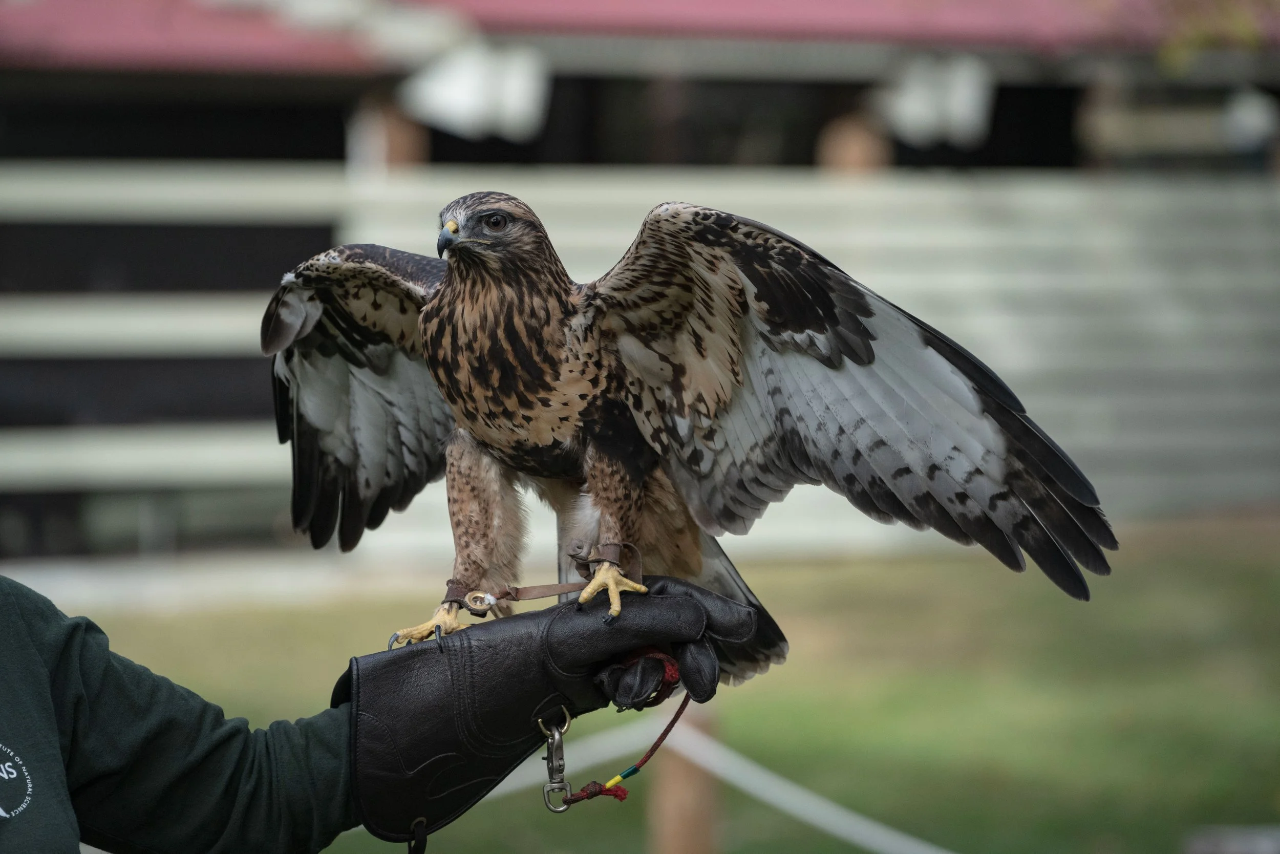 A falcon perched on a gloved hand with wings partially spread, outdoors with blurred background.