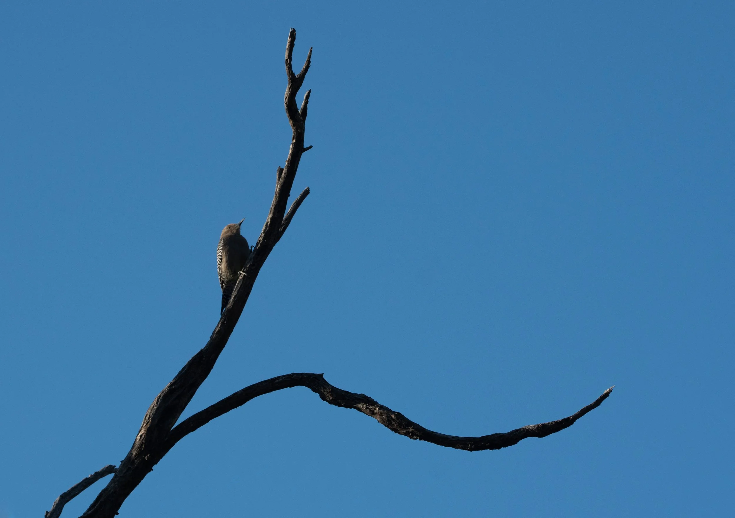 Perch and Sky - Madera Canyon, Arizona