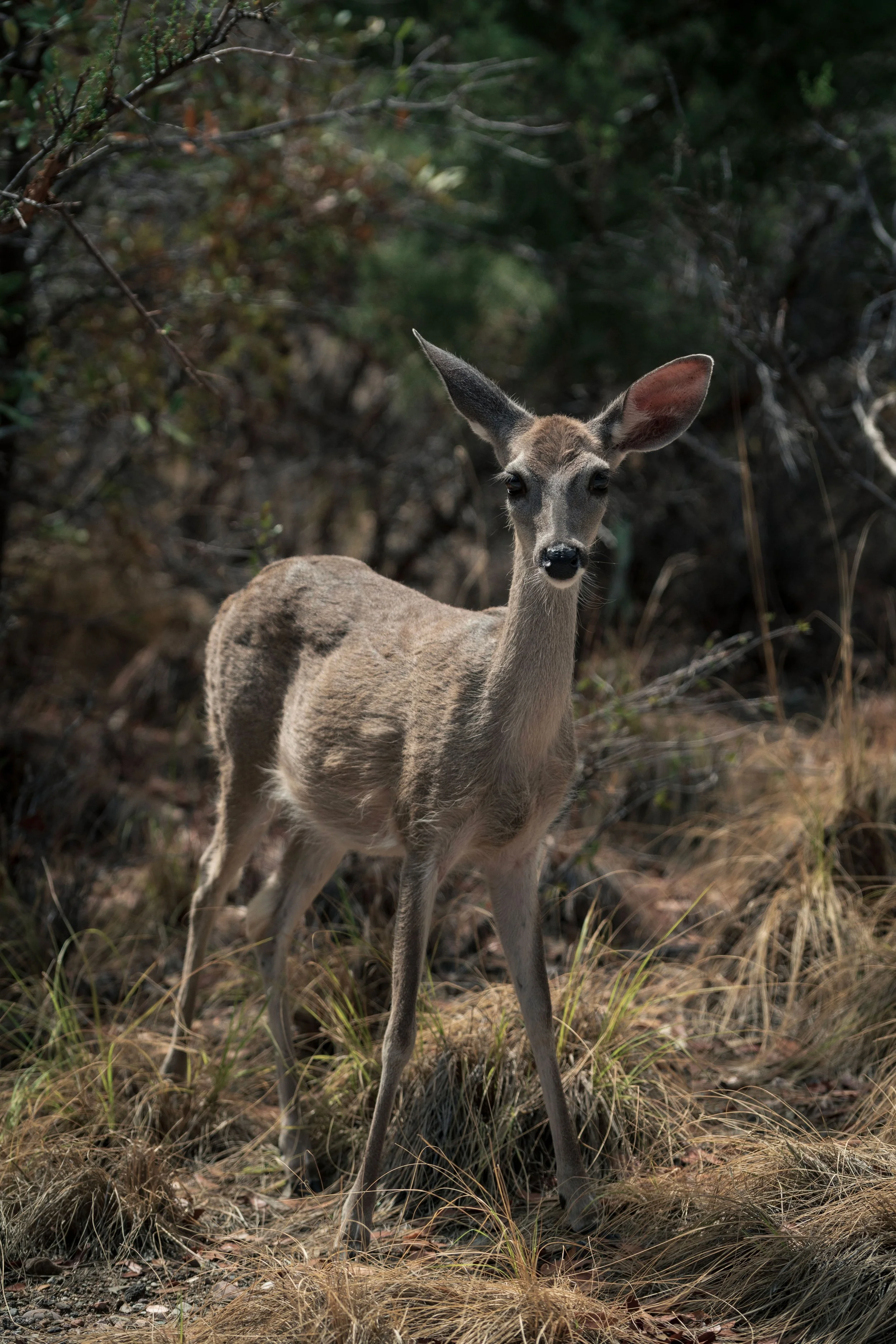 A young deer standing on grassy ground in a forested area with dense trees and foliage in the background.