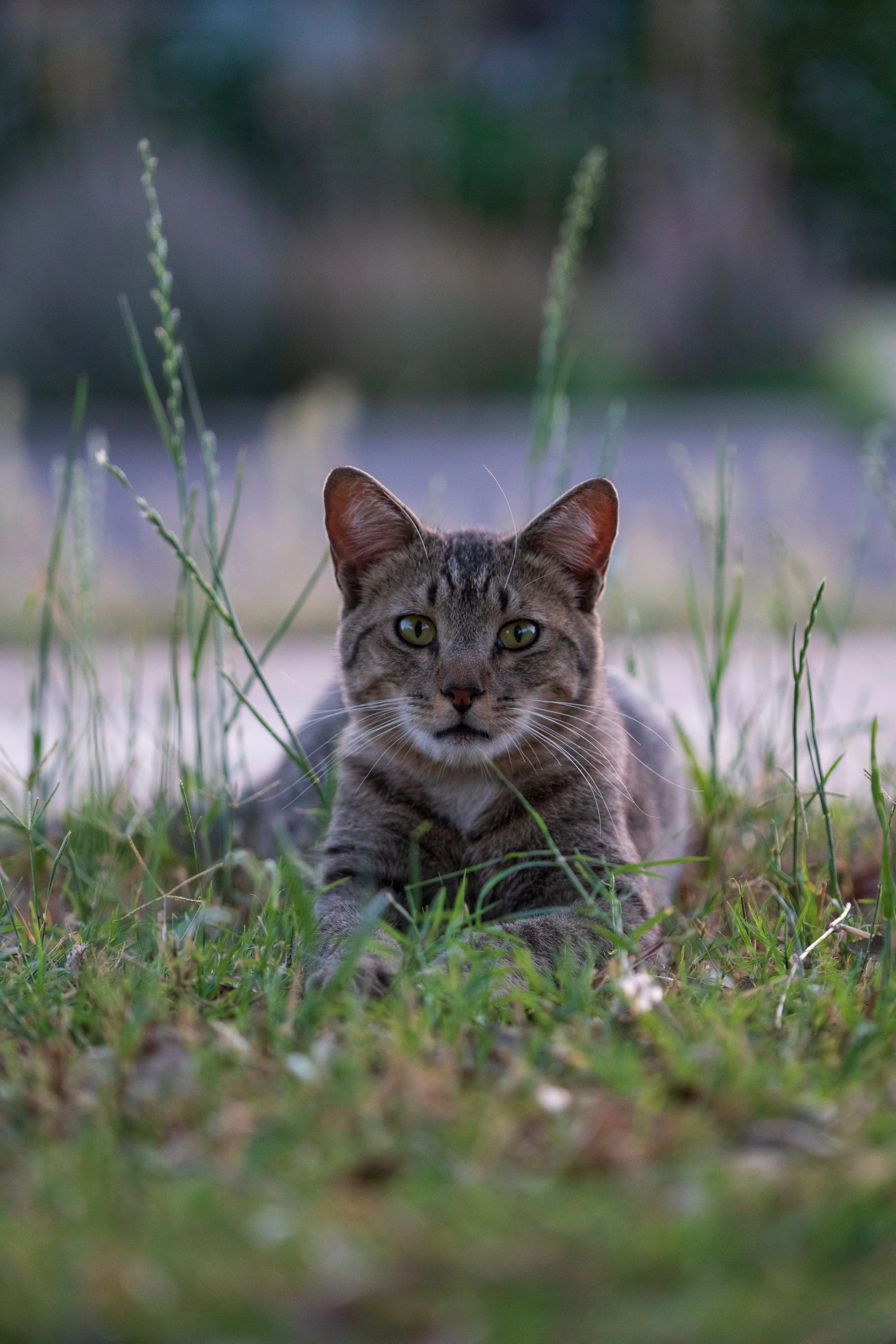 A Cat Named Toby - Phoenix Arizona