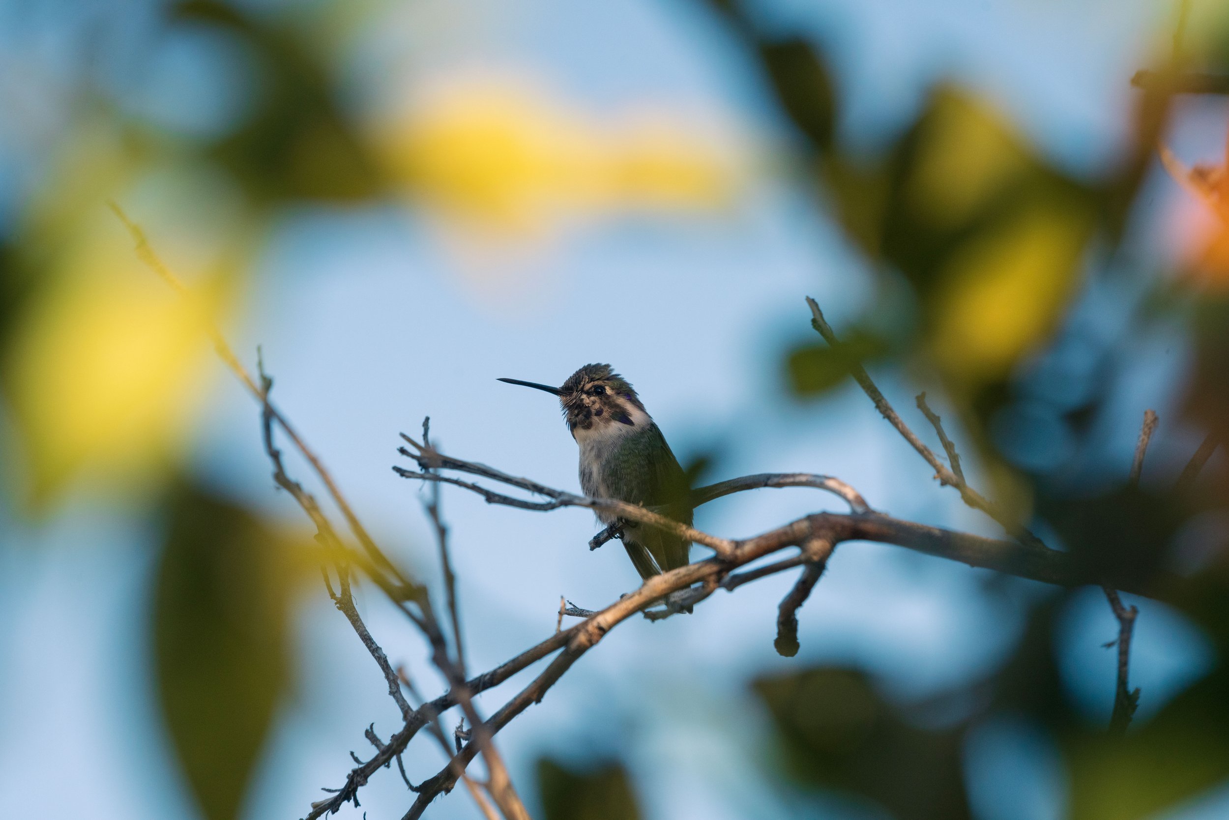 A small hummingbird perched on a thin tree branch, surrounded by blurred green leaves, with a clear blue sky in the background.
