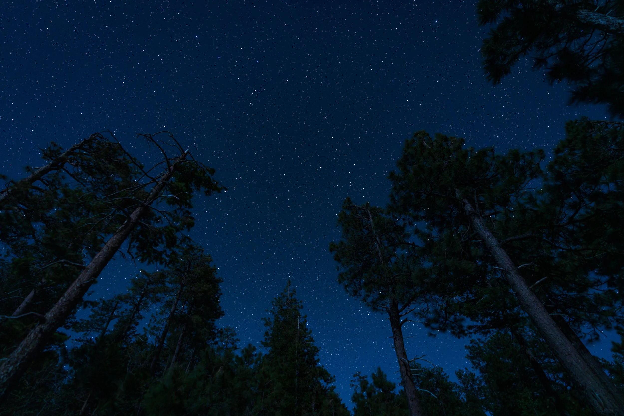 Pines and Stars.jpg