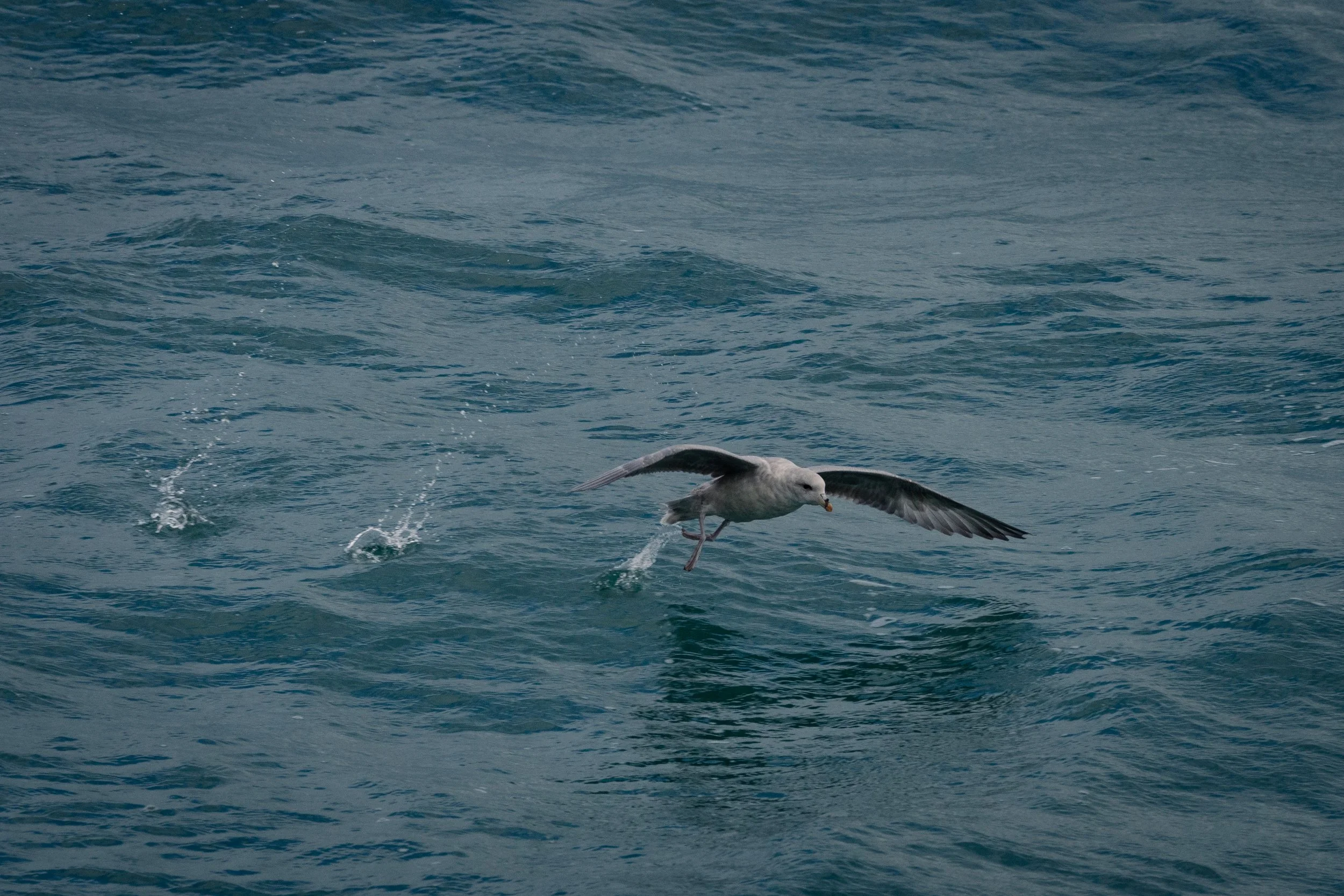 Skimming the Arctic.jpg