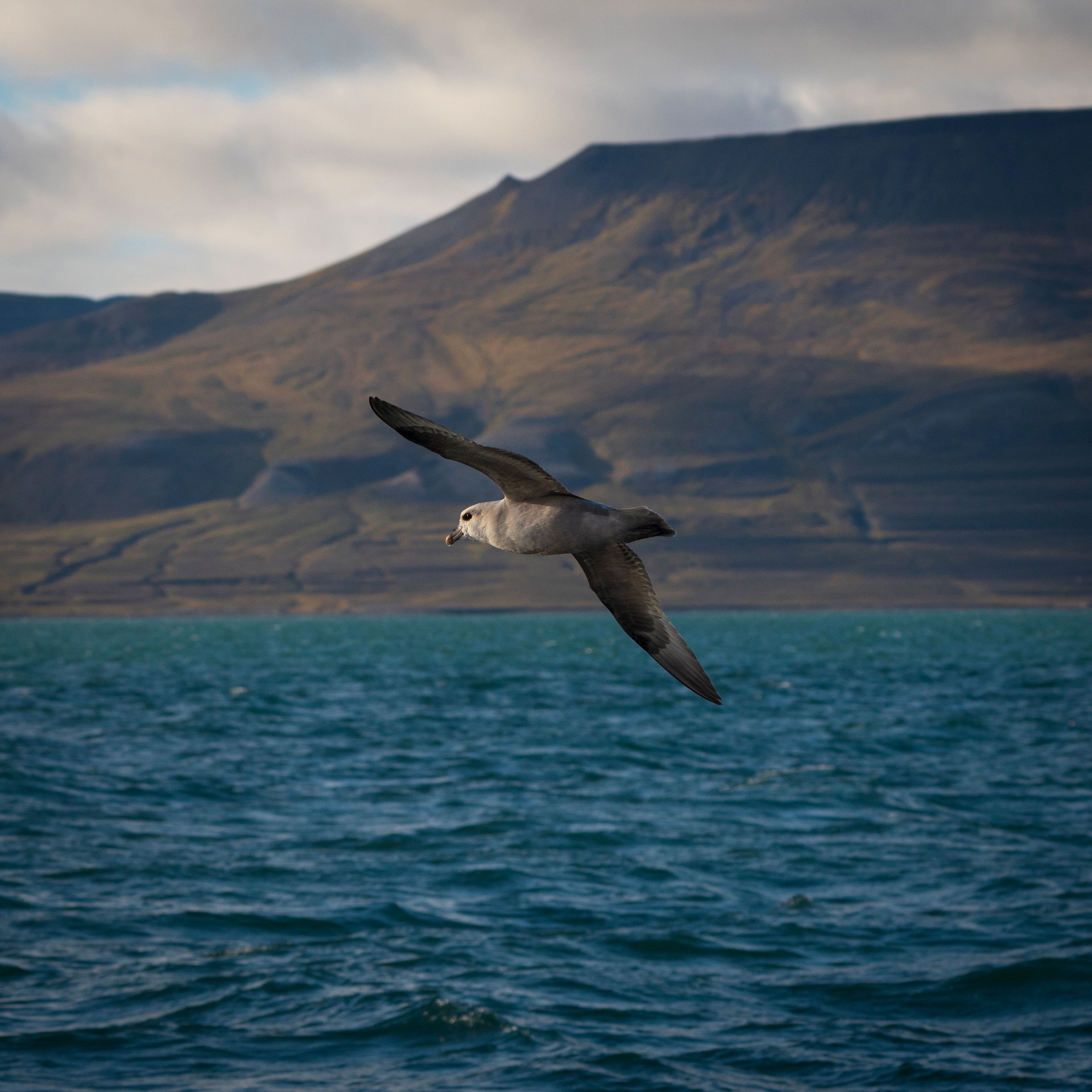 Wings Over Isfjorden.jpg