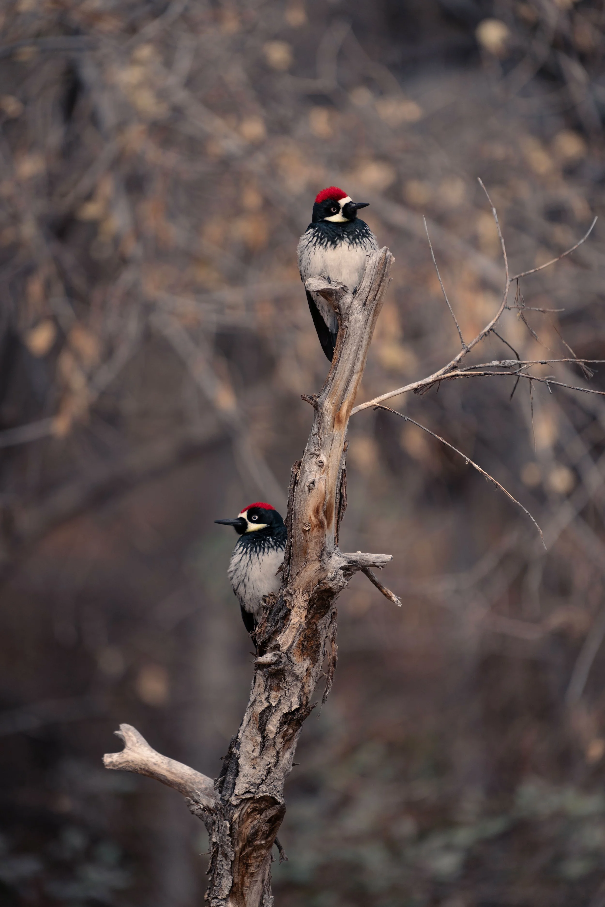 Lookouts - Oak Creek Canyon Arizona