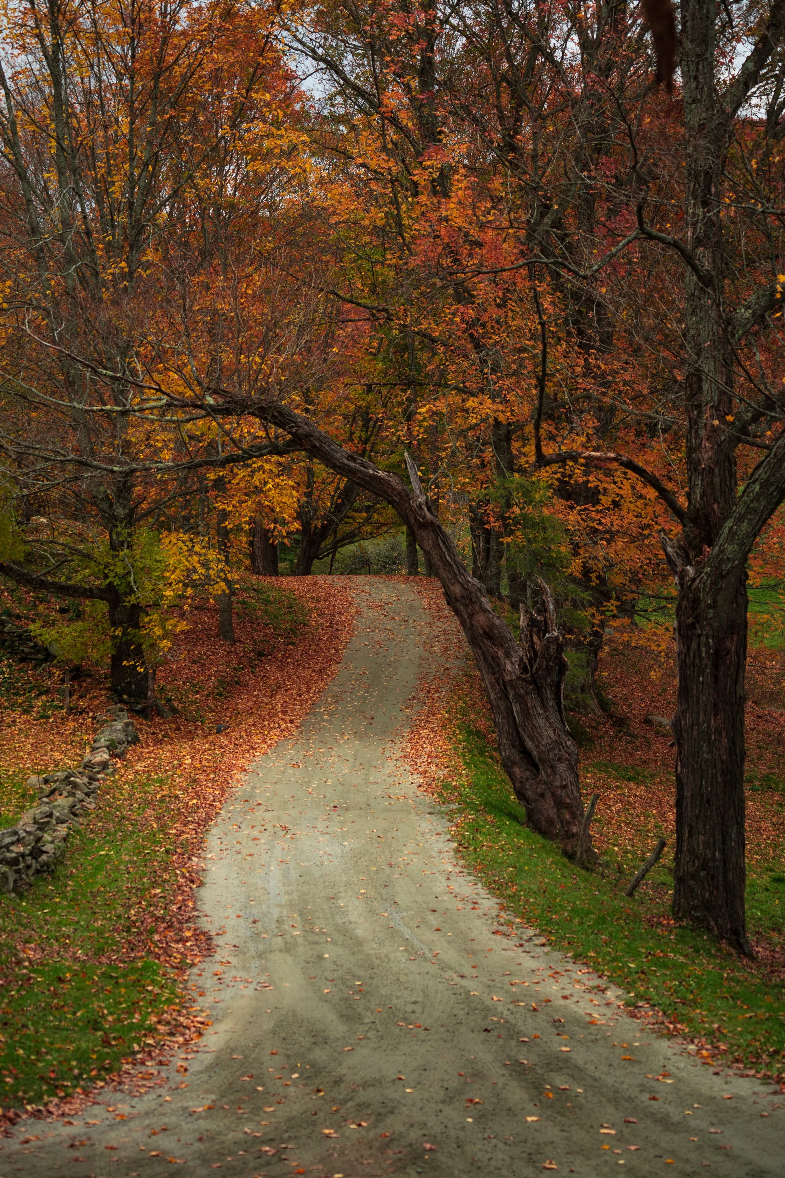 Country Road in Autumn.jpg