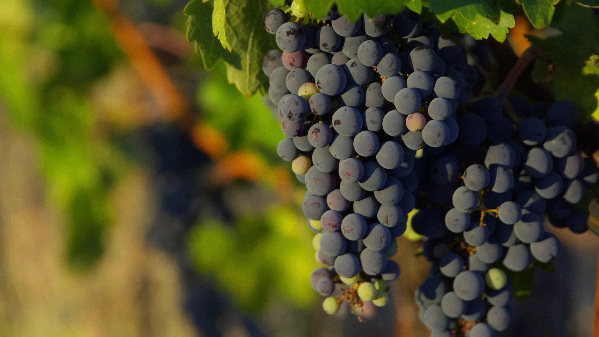 Toast (in production)