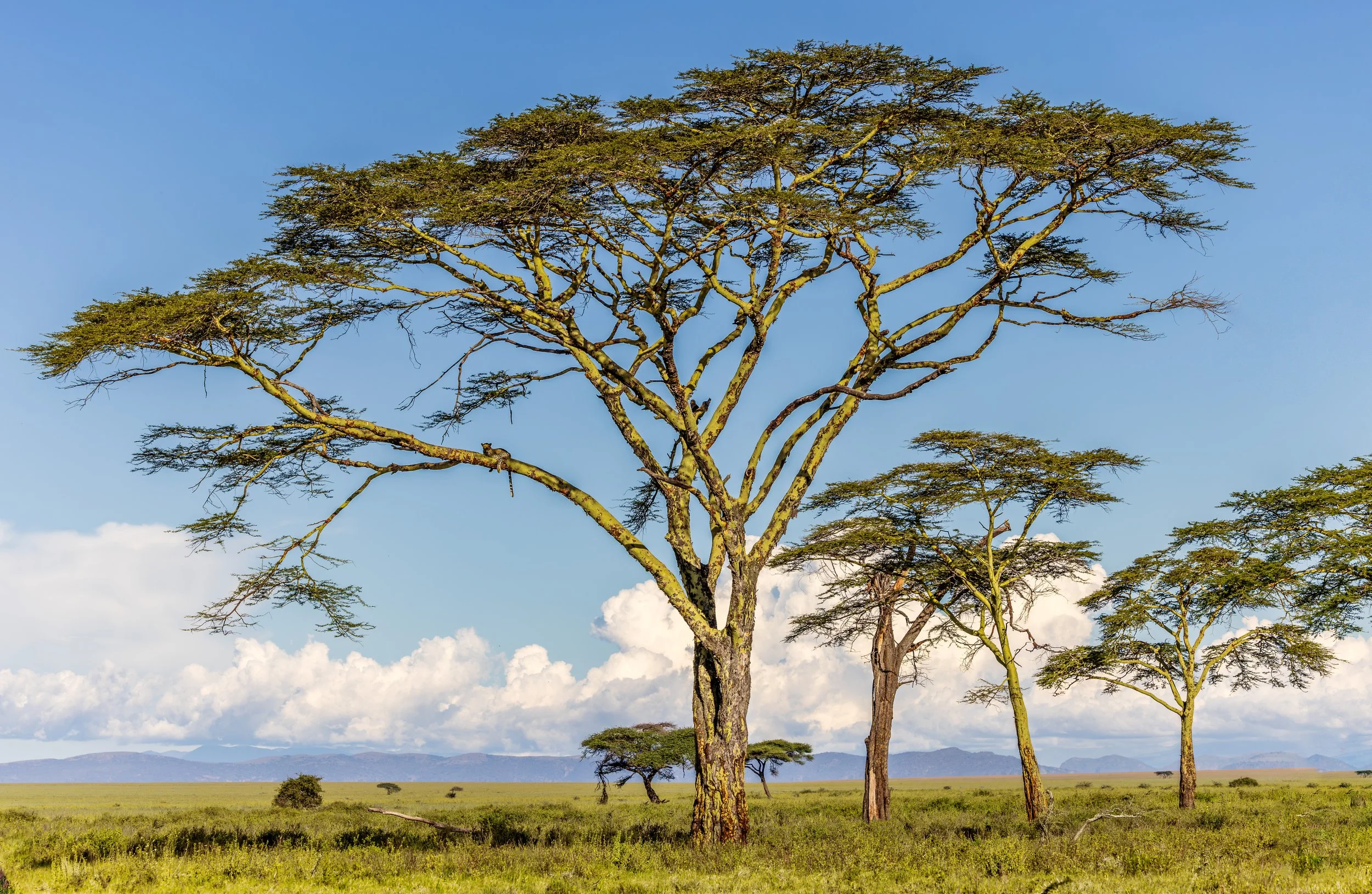 Leopard in fever tree