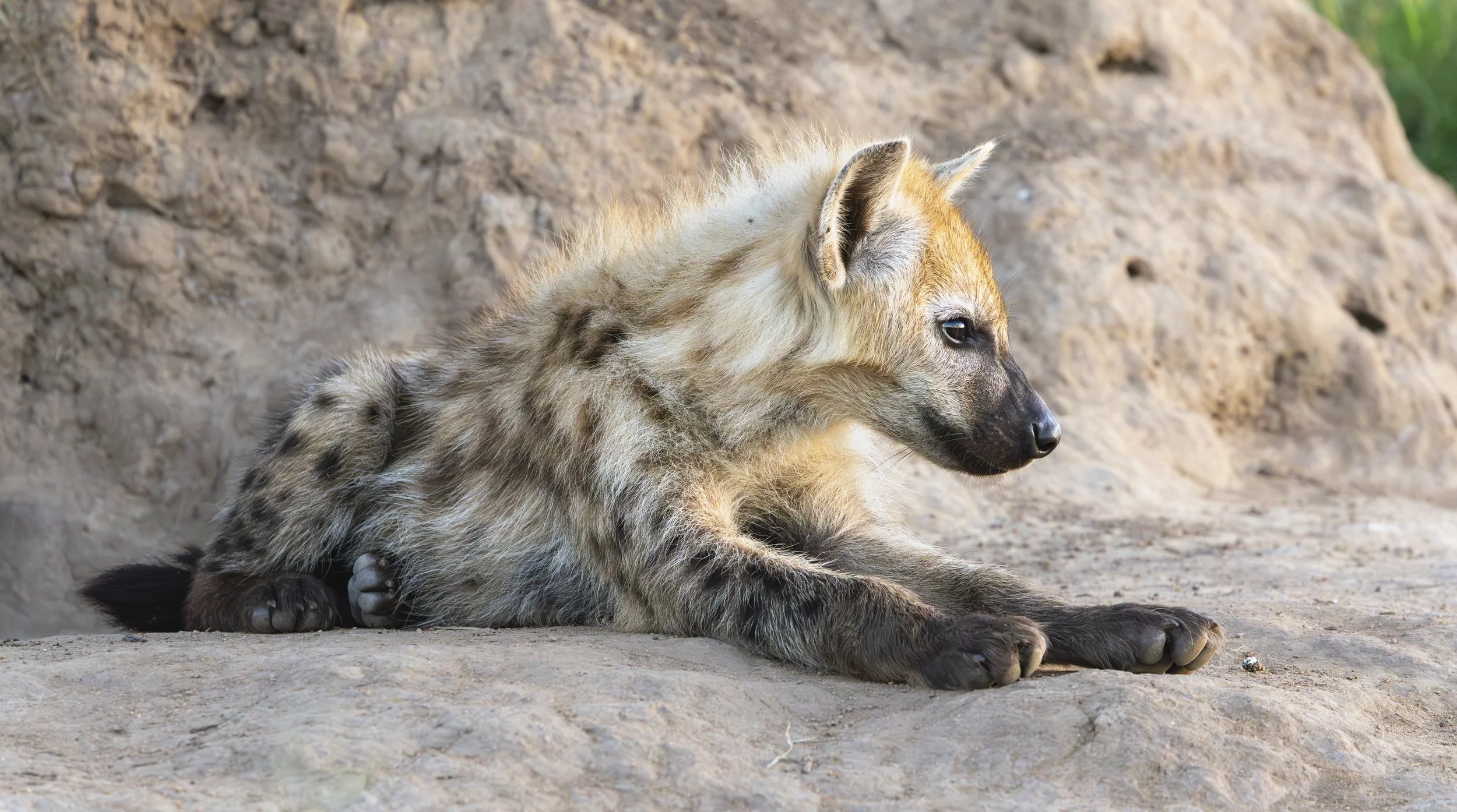 Spotted Hyena cub - Thornybush Game Reserve, Limpopo, South Africa 