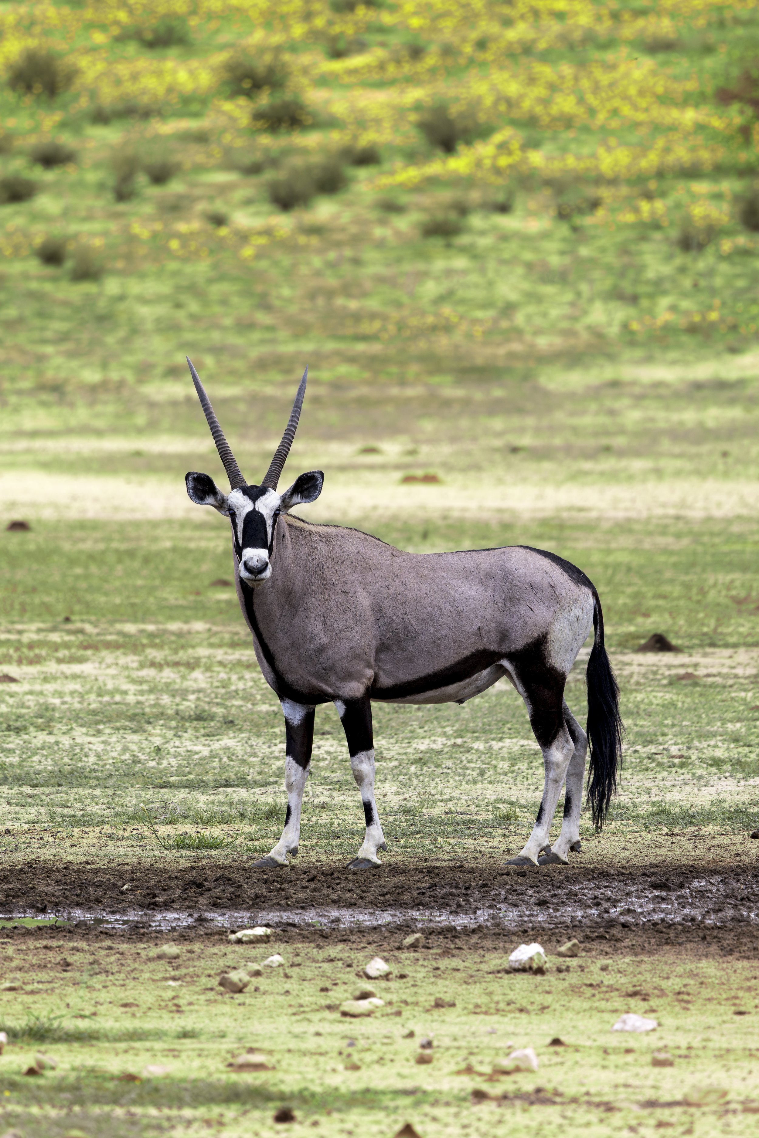 Oryx - Kgalagadi Transfrontier Park, South Africa
