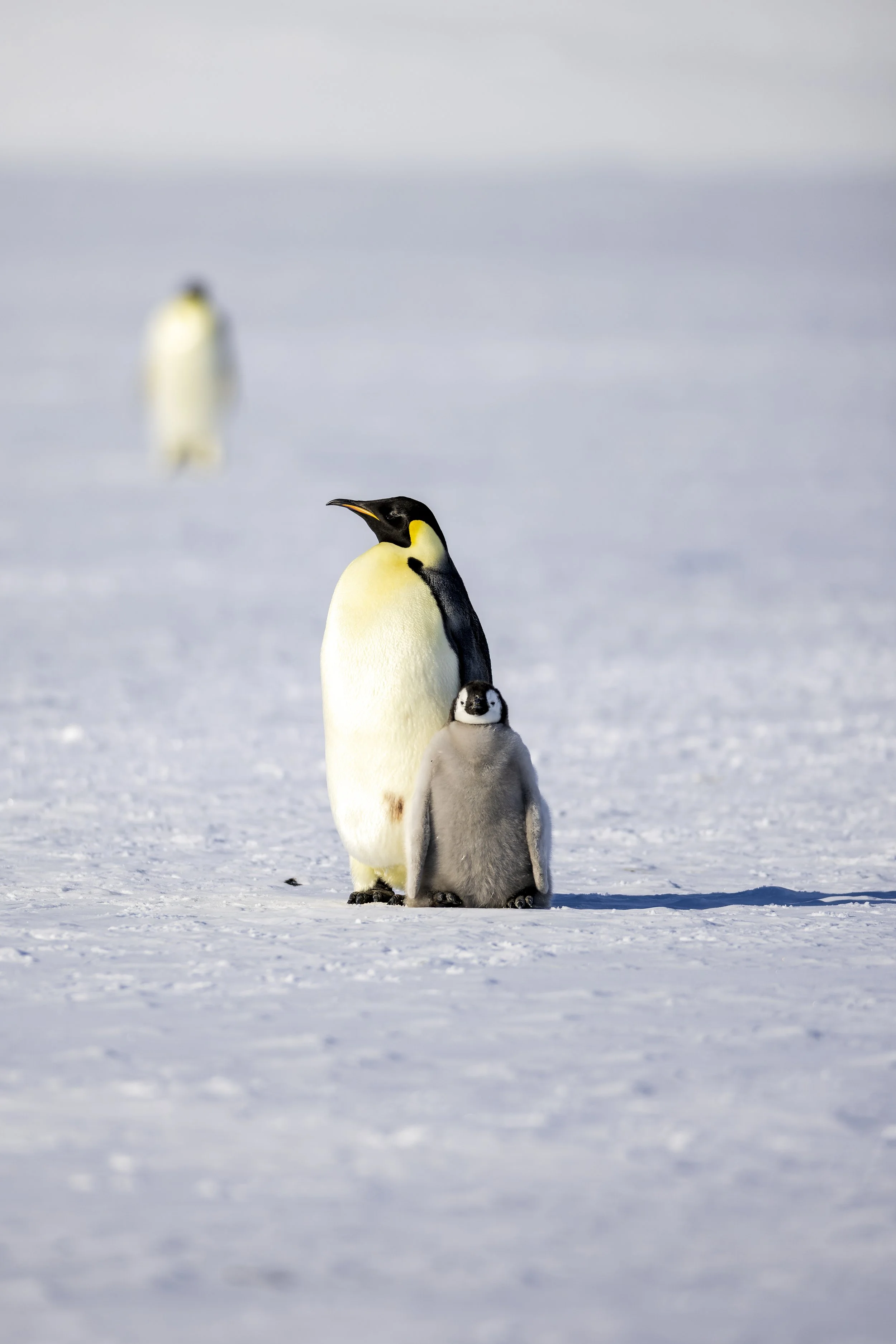 Emperor Penguins, Lazarev Colony