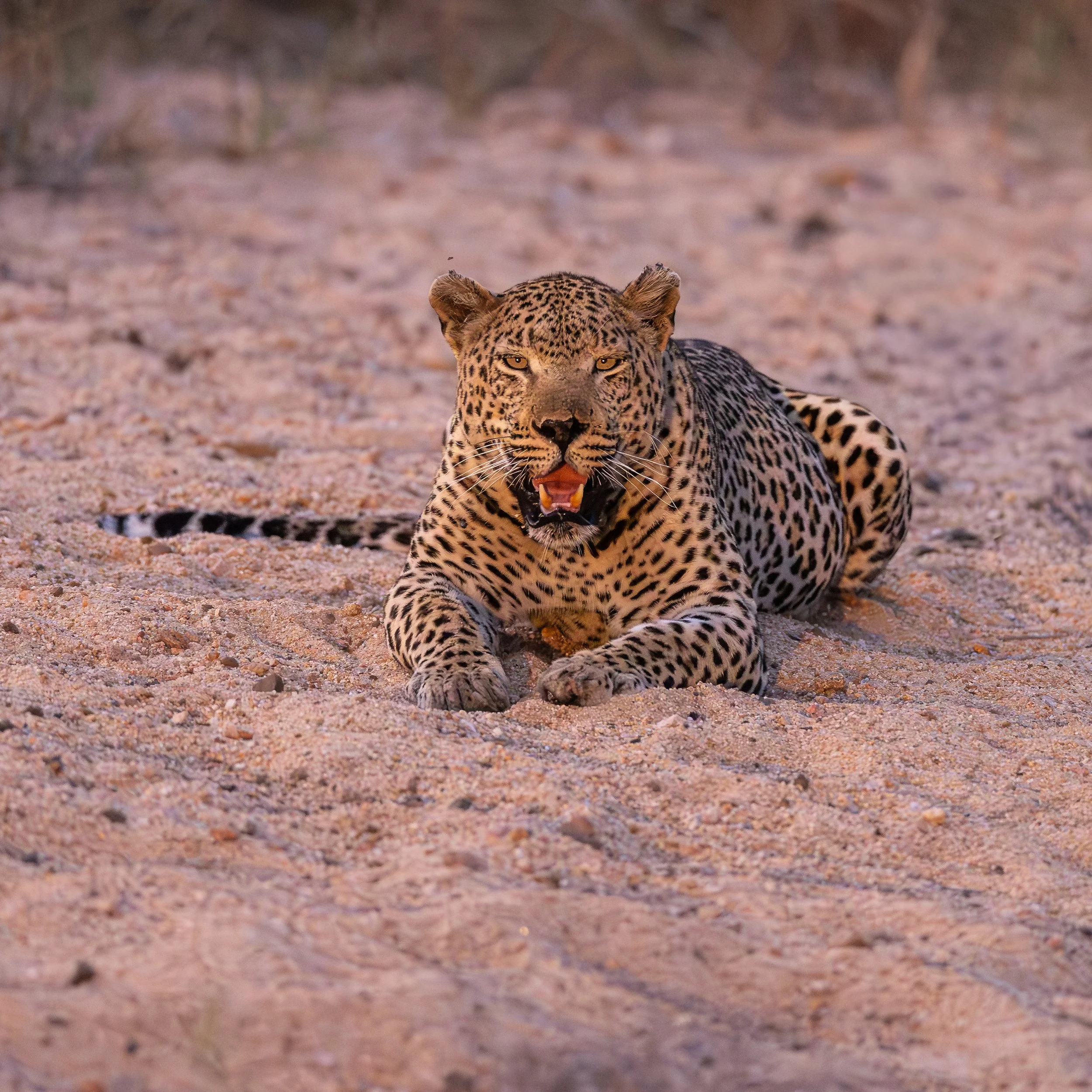 Elephant Plains-GAK-2473.jpg