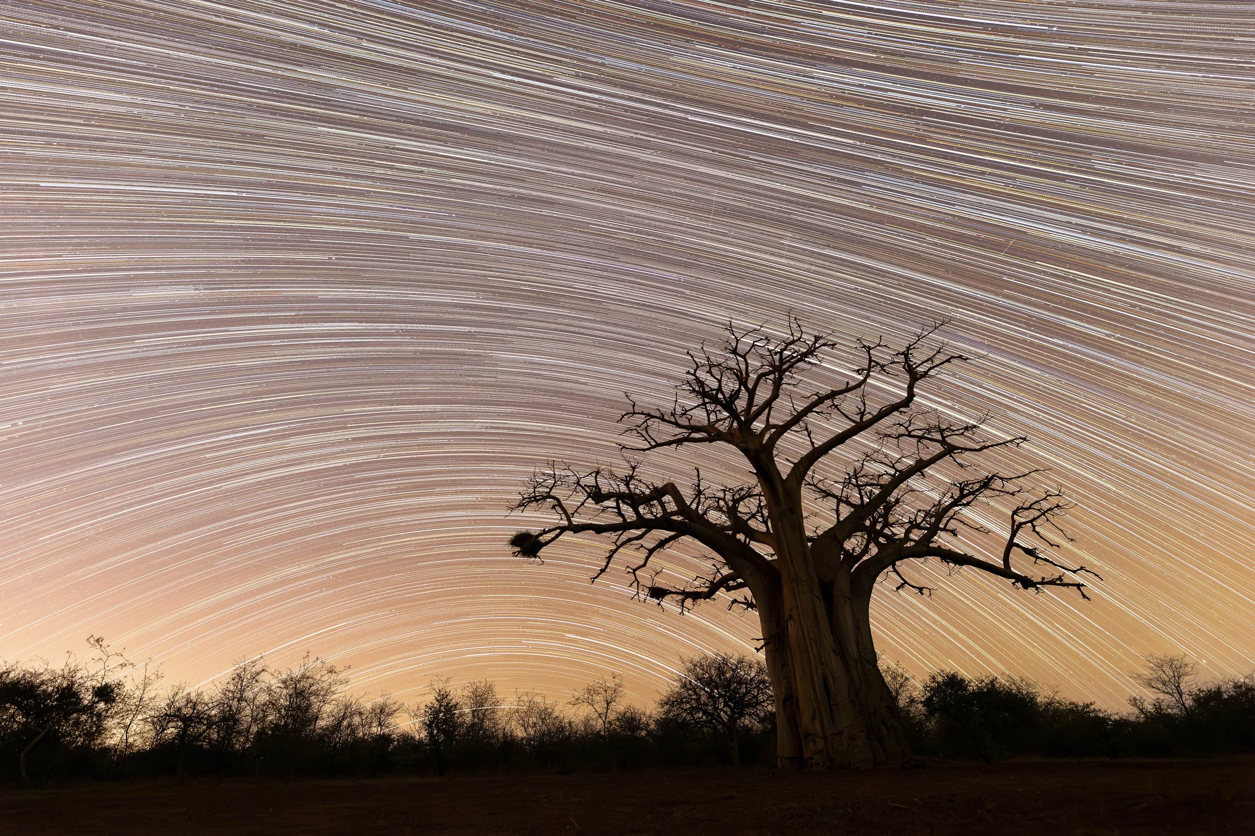 Baobab tree - Limpopo, South Africa