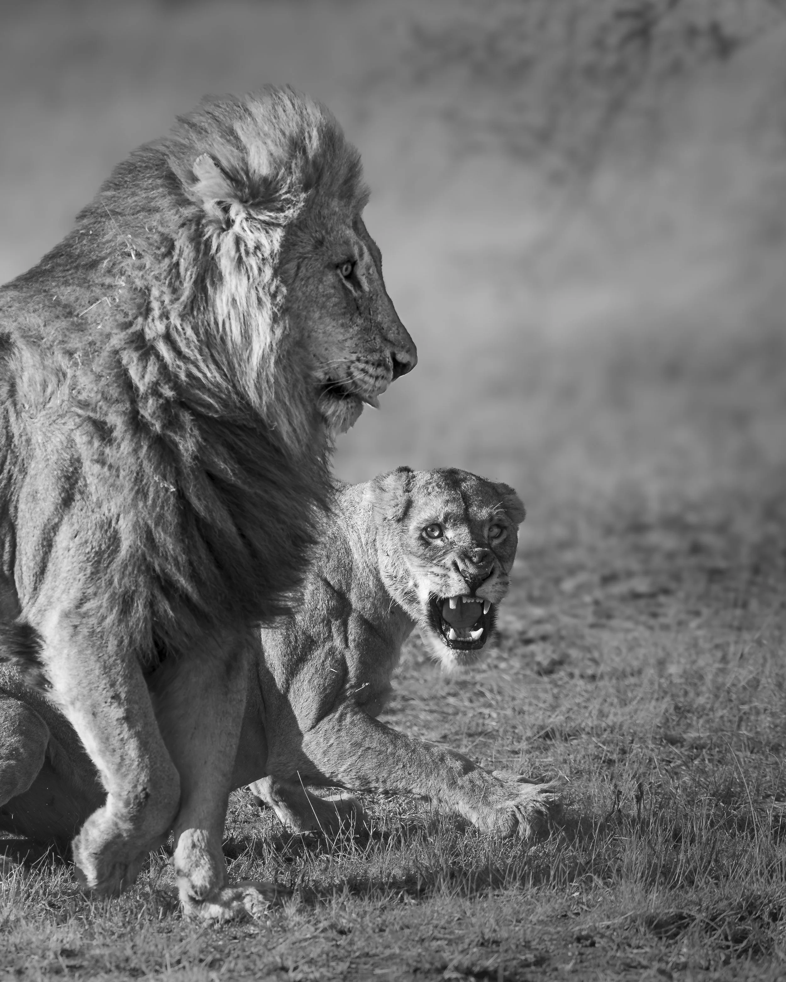 Sabi Sands, South Africa 