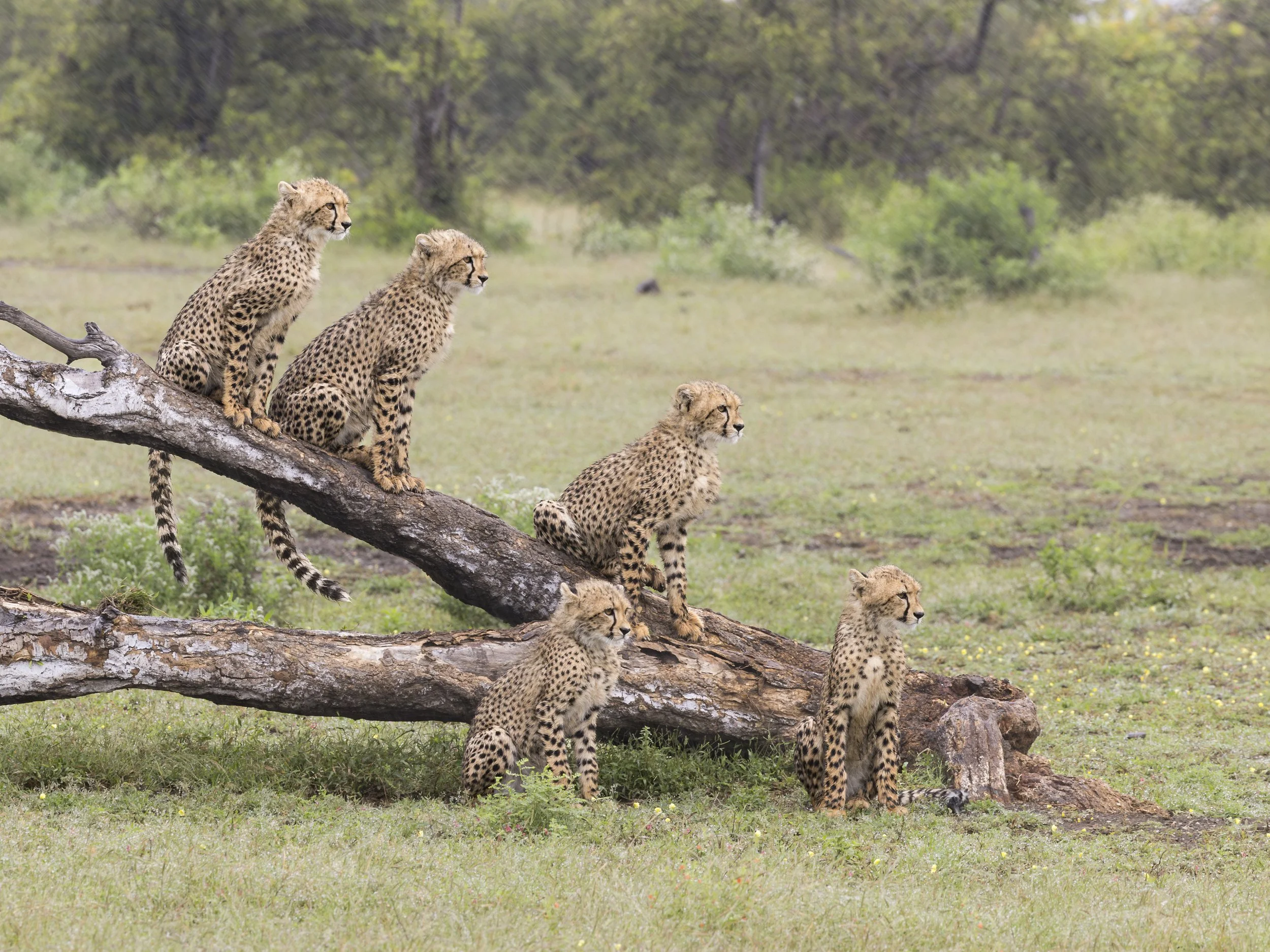 Mashatu, Botswana