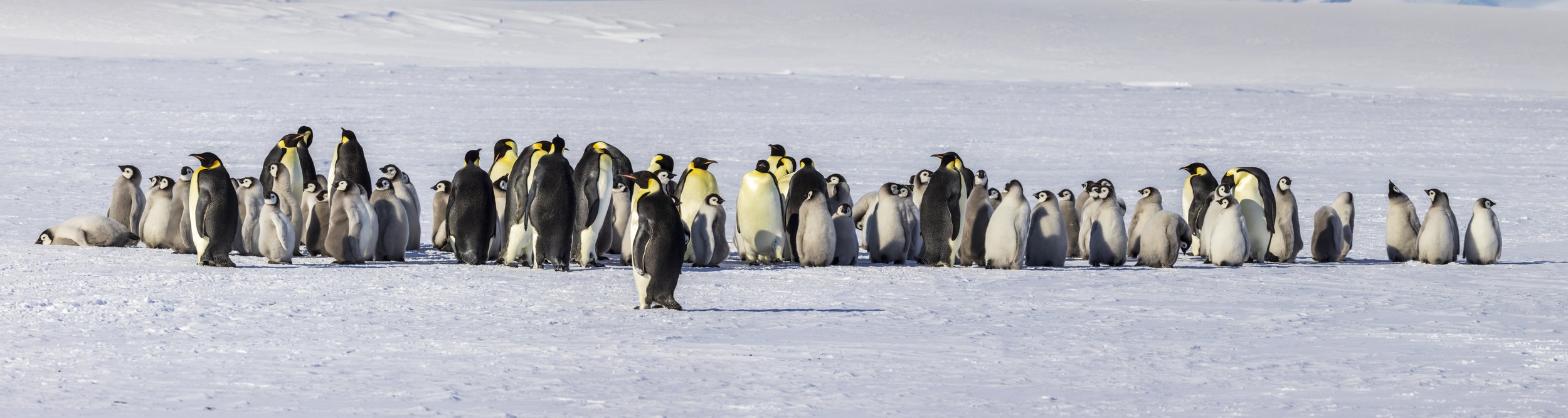 Emperor Penguins, Lazarev Colony