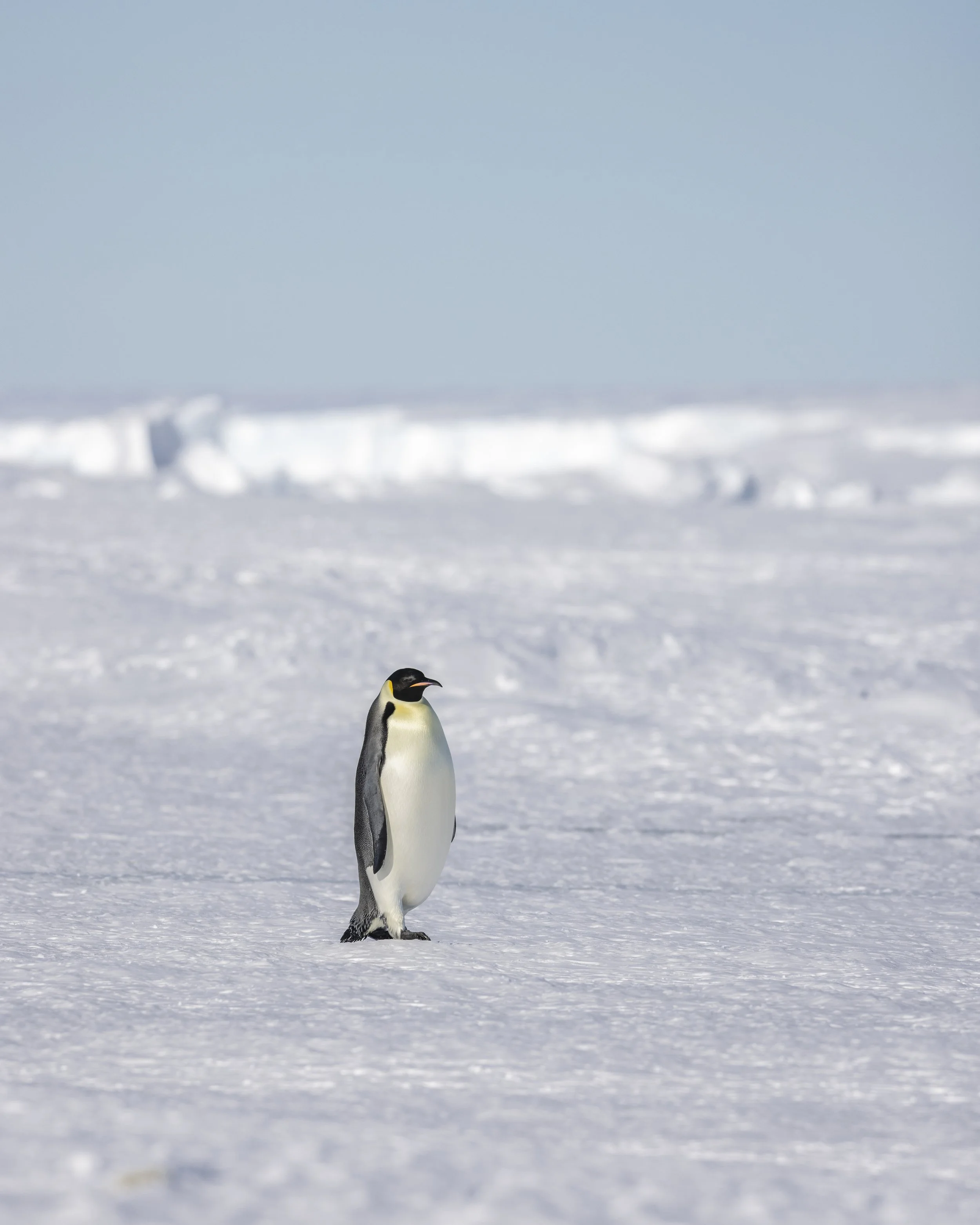 Emperor Penguin, Astrid Colony