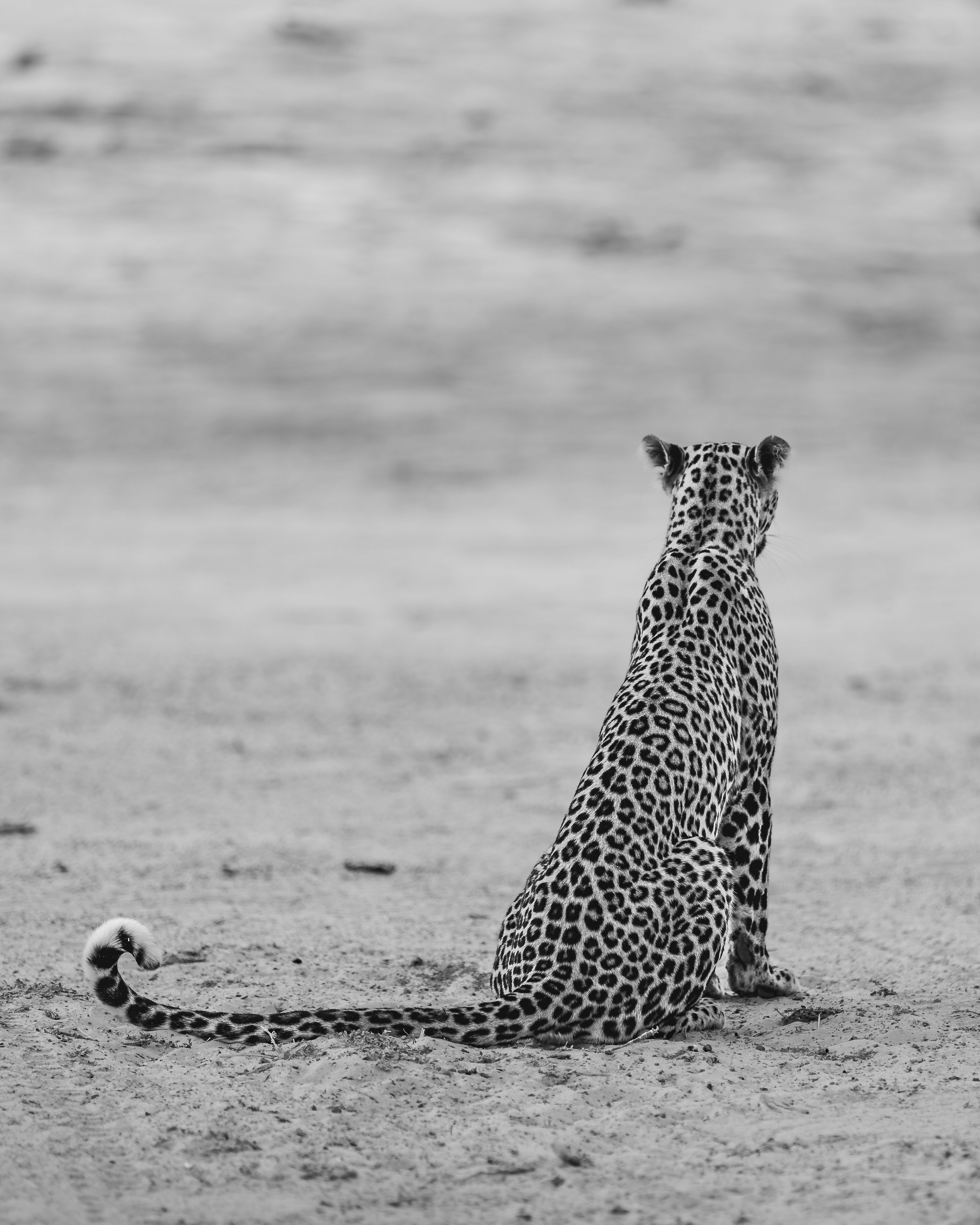 Leopard - Chobe National Park, Botswana