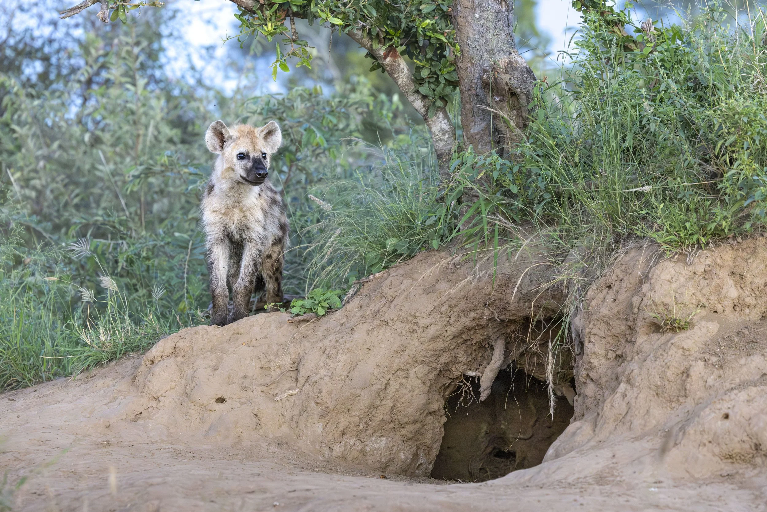 Spotted Hyena den - Thornybush Game Reserve, Limpopo, South Africa 