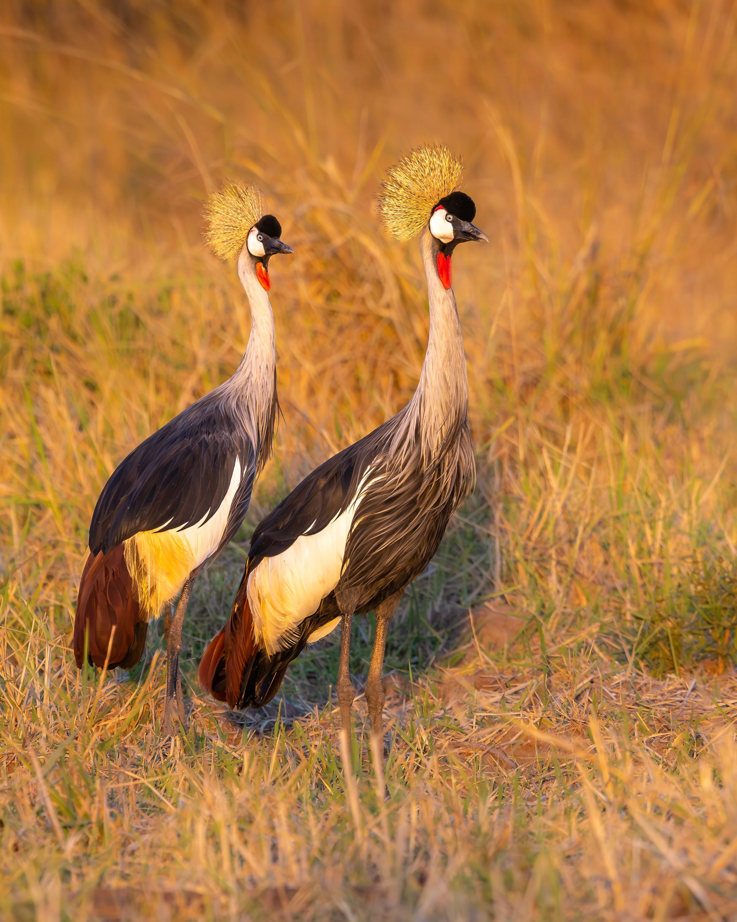 Grey Crowned Crane