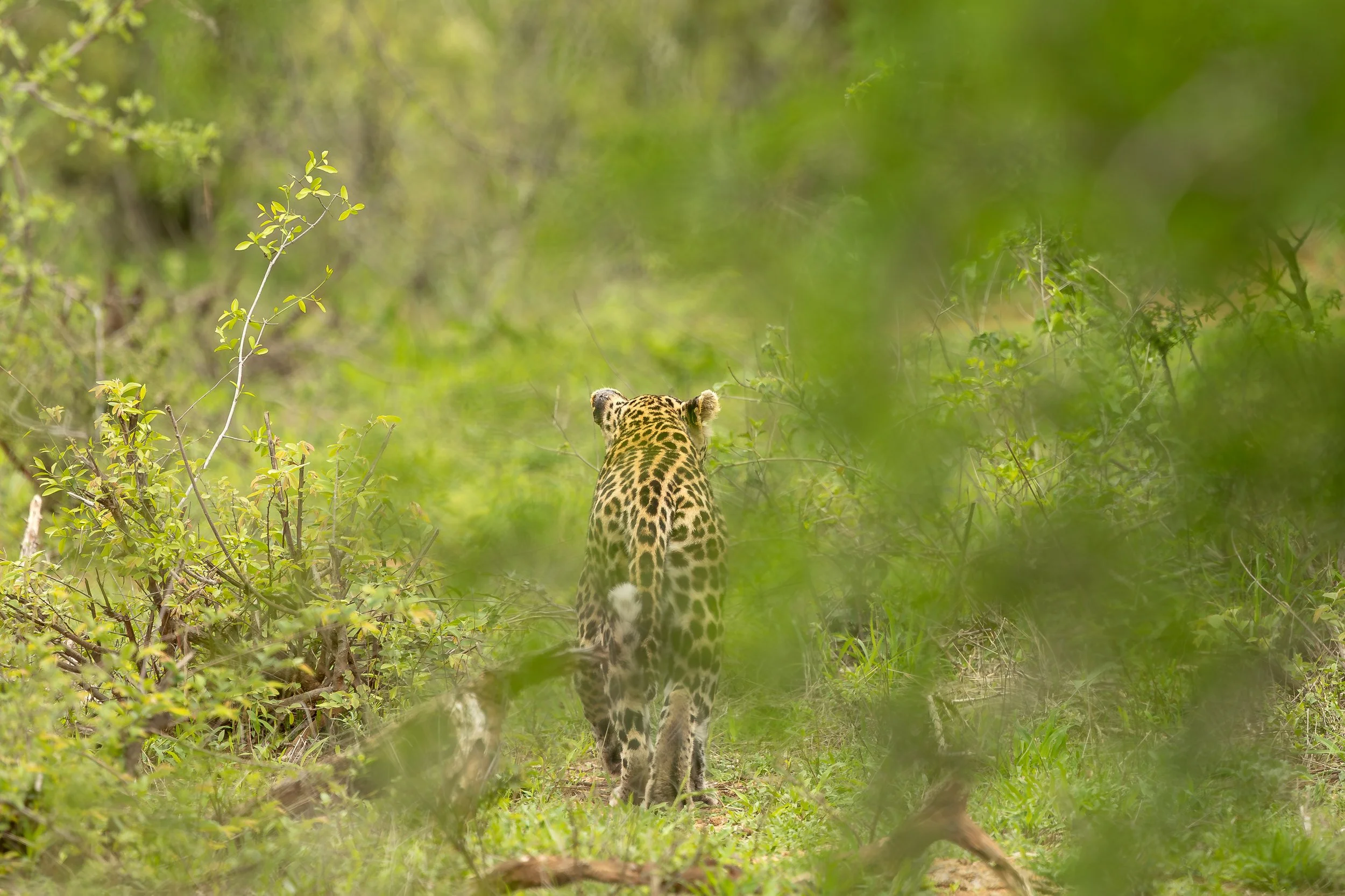 Leopard - Kruger National Park, South Africa 