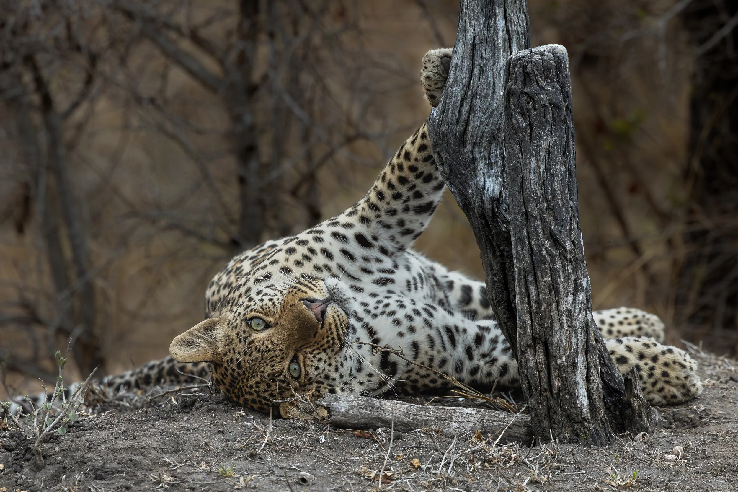 Elephant Plains-GAK-1869.jpg