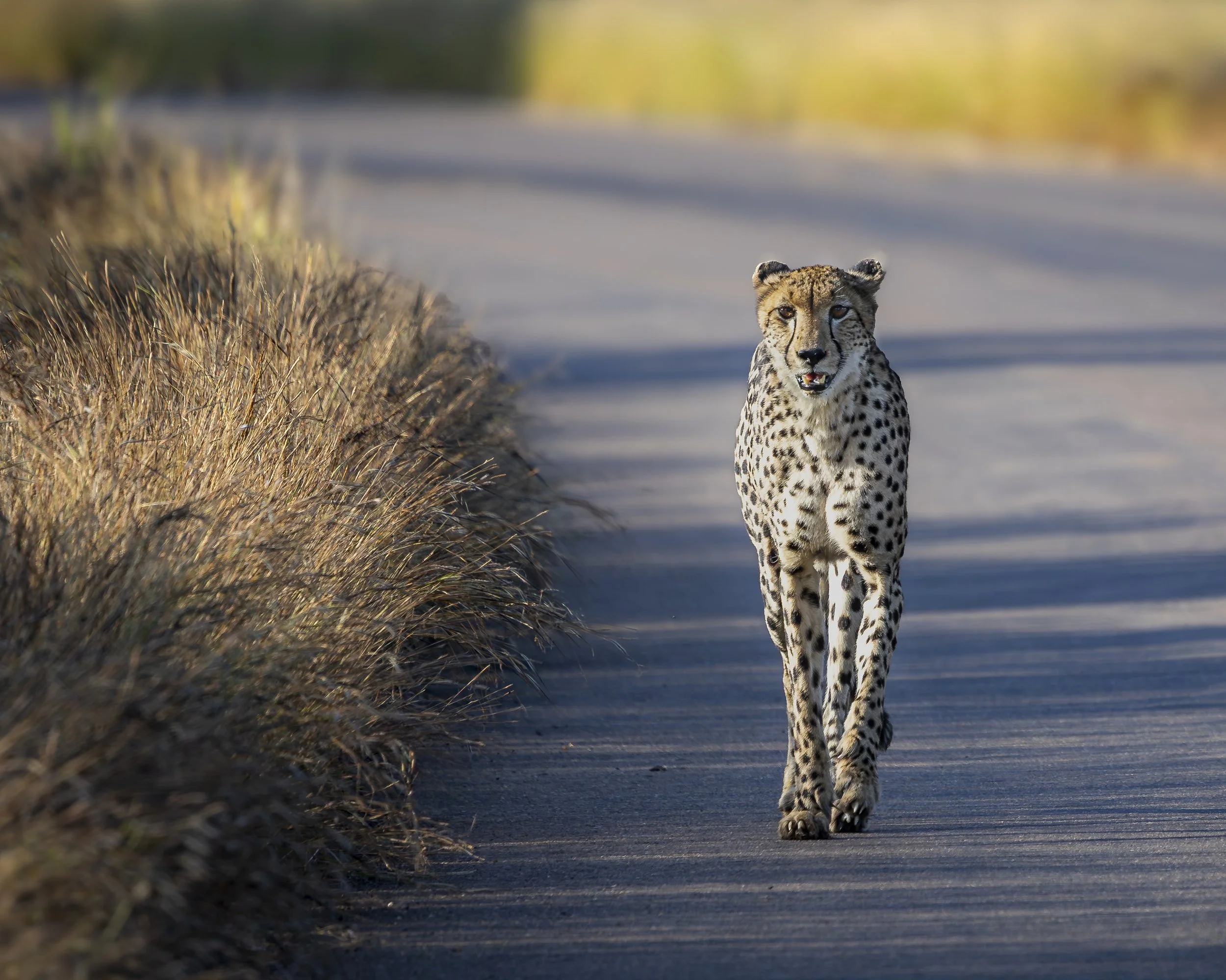 Cheetah - Kruger National Park, South Africa
