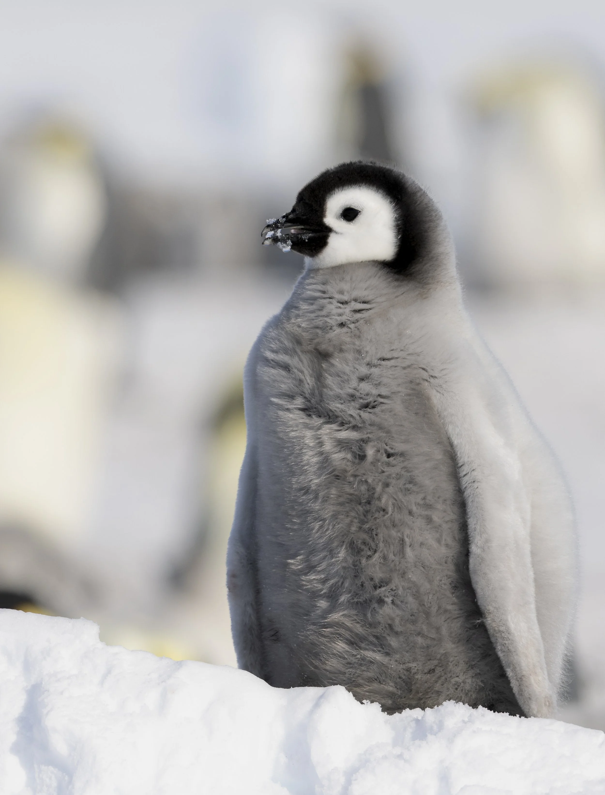 Emperor Penguin, Astrid Colony