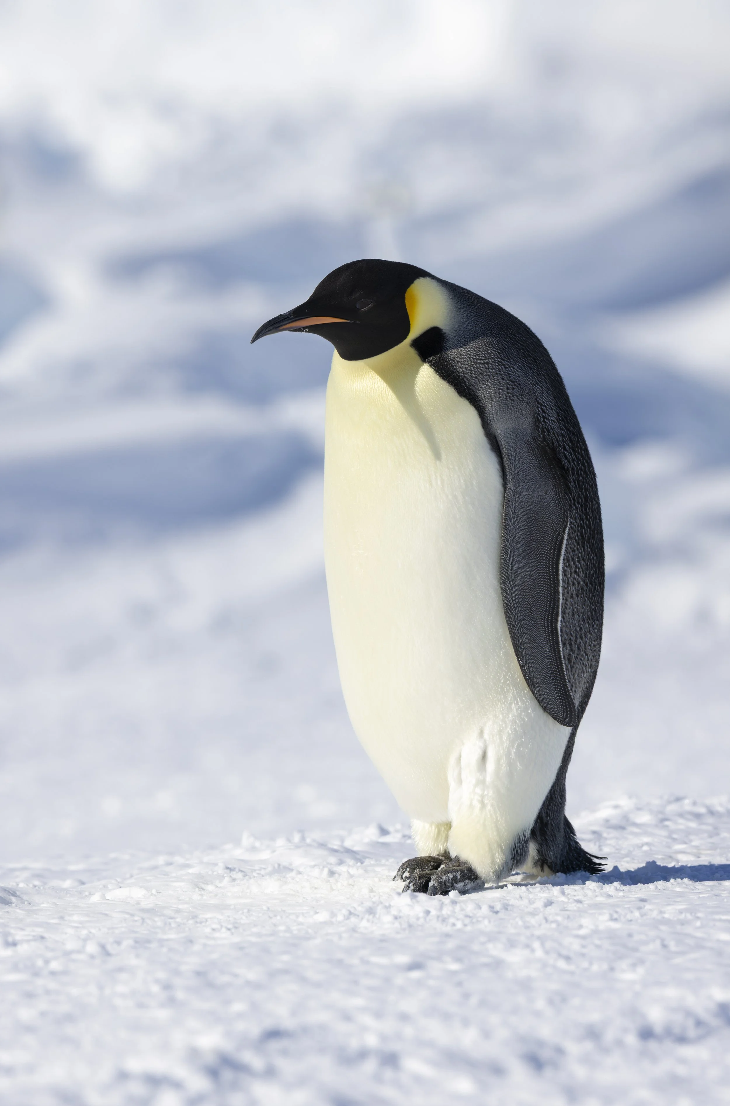 Emperor Penguin, Astrid Colony