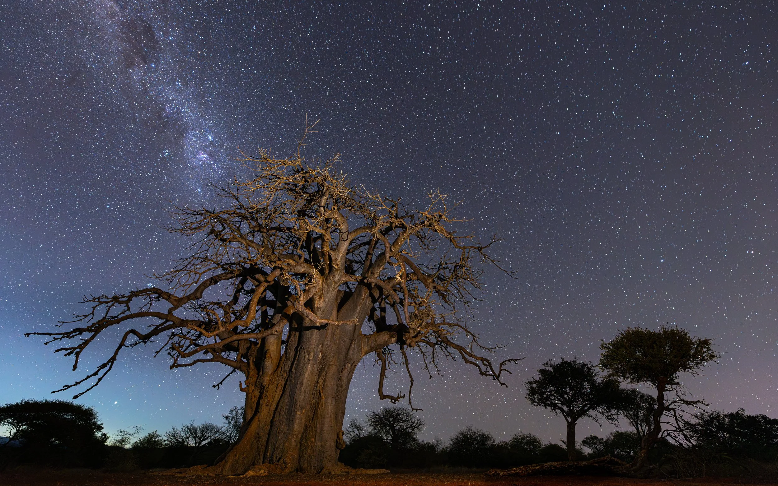 Baobab tree - Limpopo, South Africa 