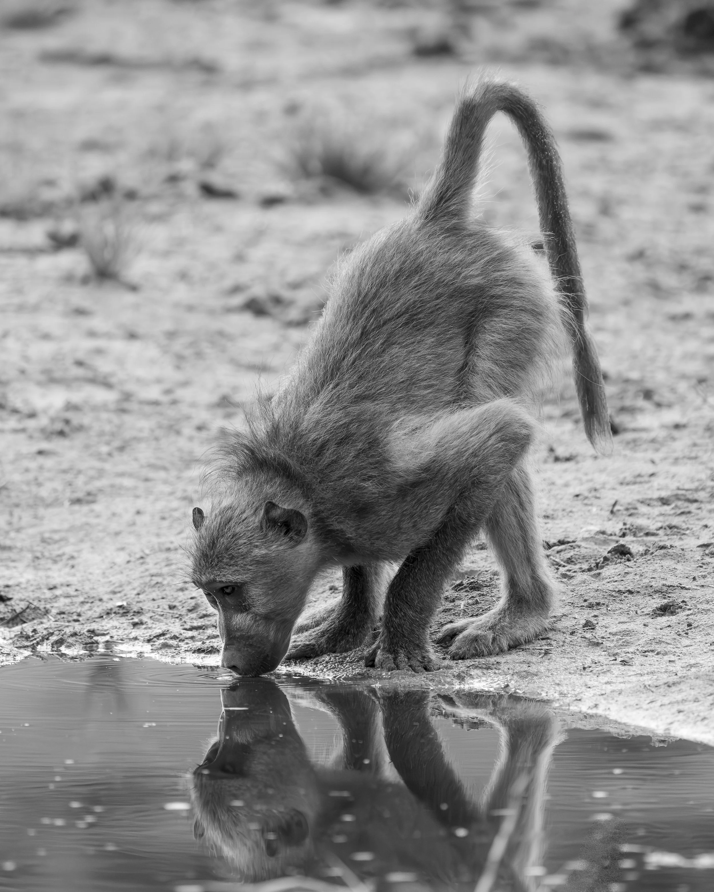 Chacma Baboon - Chobe National Park, Botswana