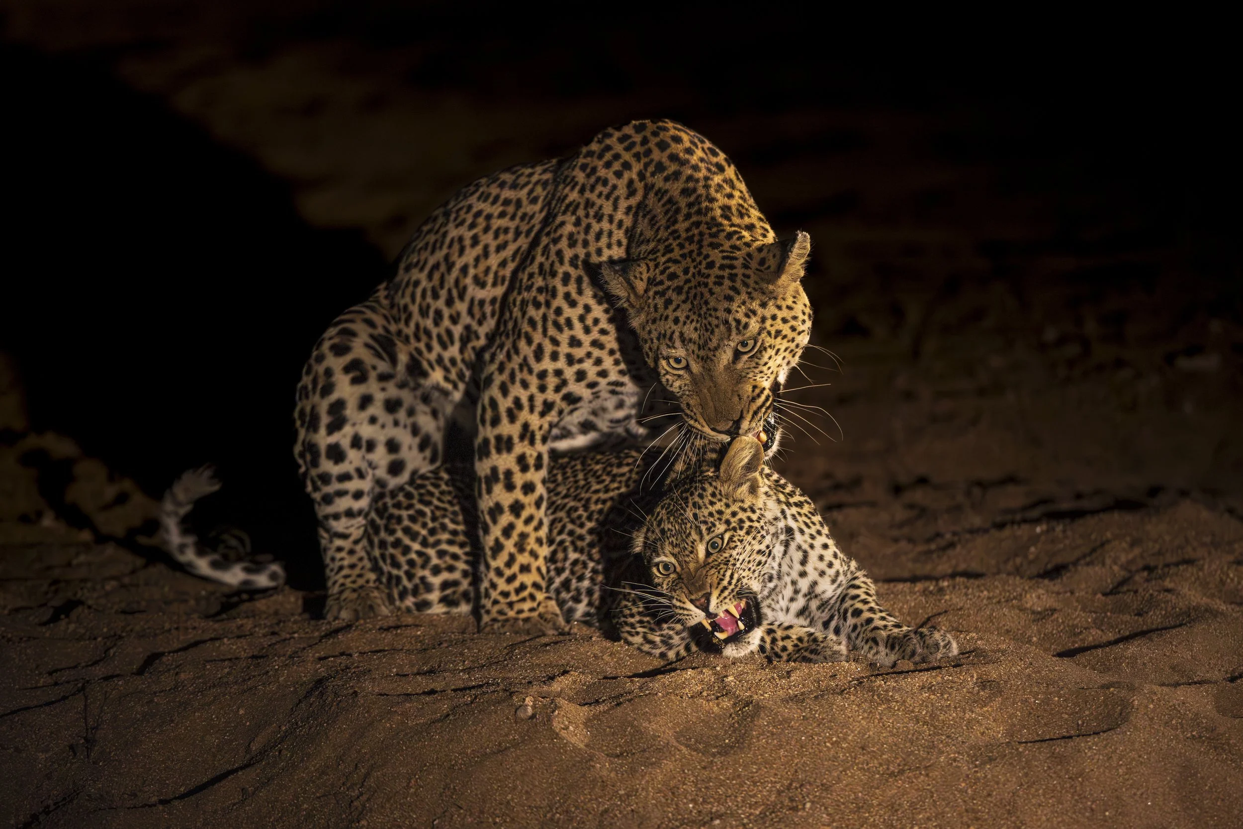 Elephant Plains-GAK-1741.jpg