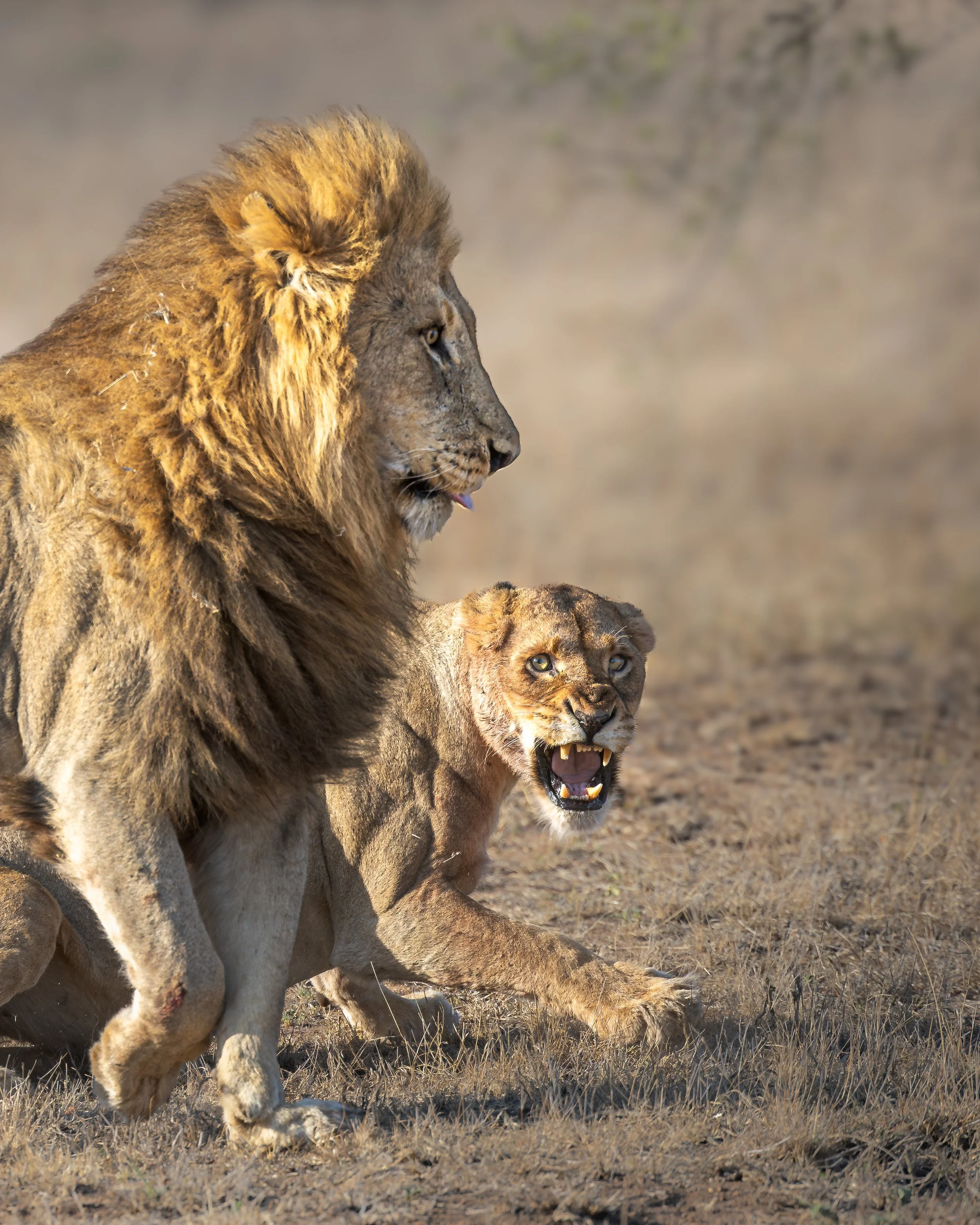 Elephant Plains-GAK-5734.jpg