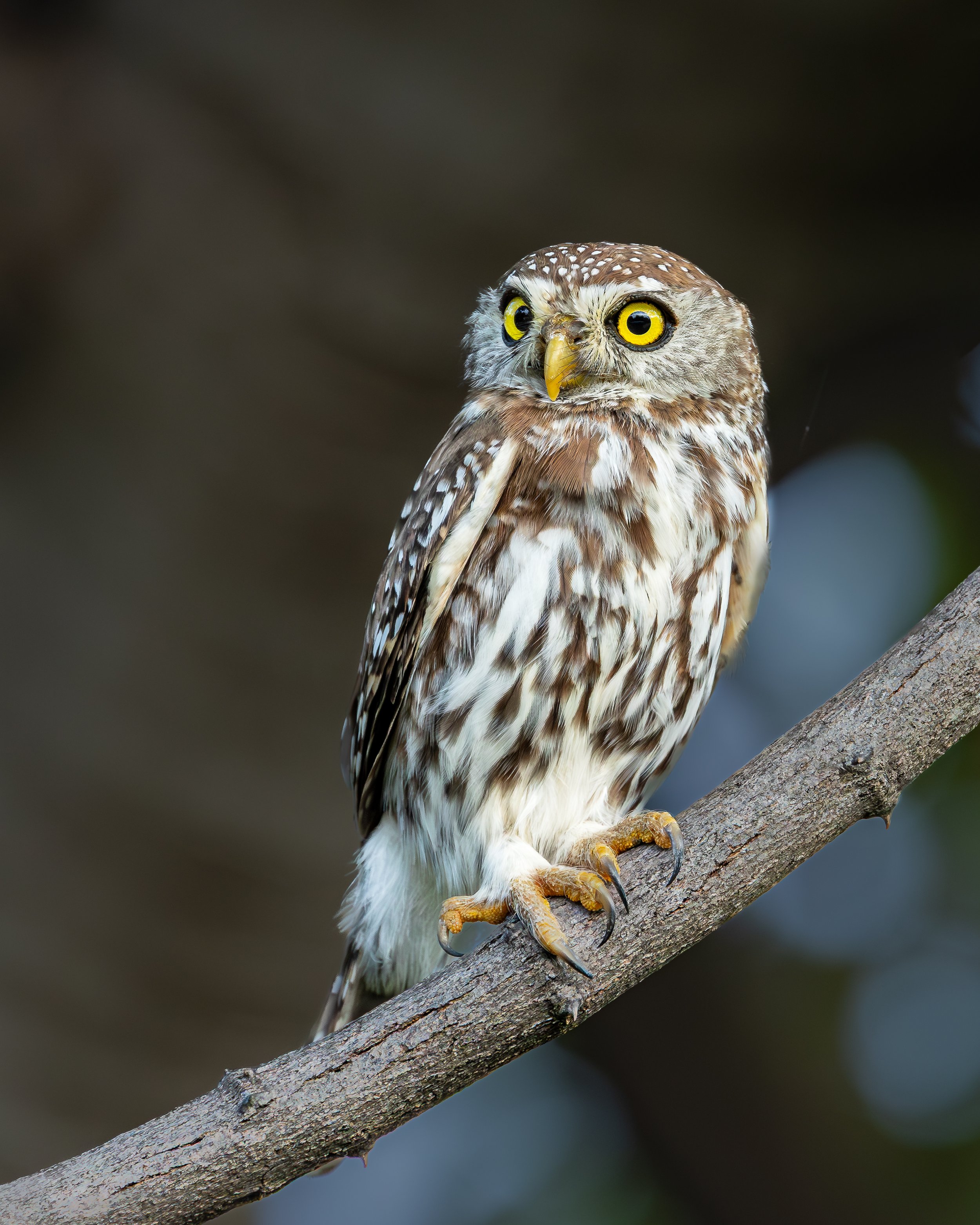 Pearl-spotted Owlet