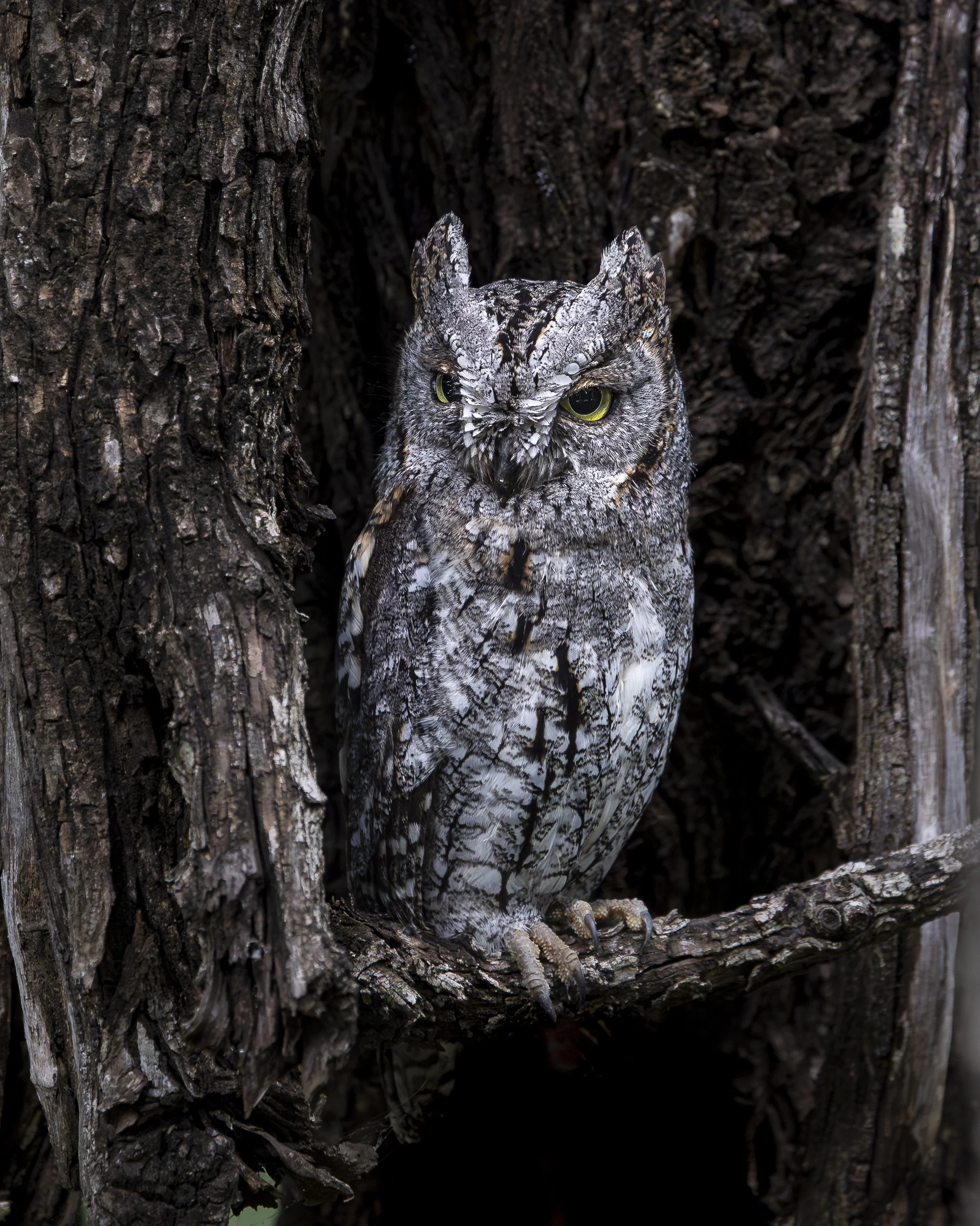 African Scops Owl - Kruger National Park, South Africa