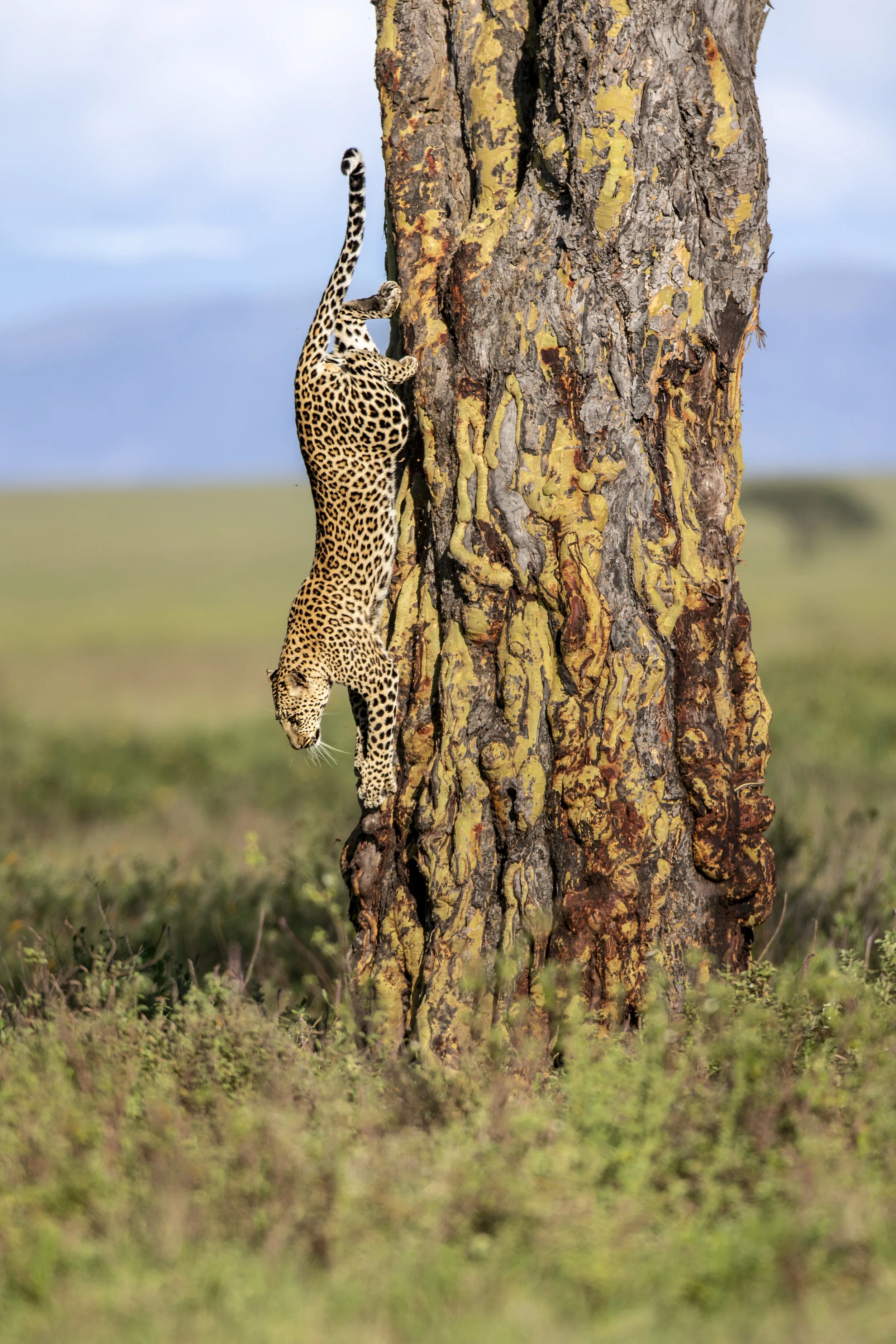 Leopard depending a fever tree 