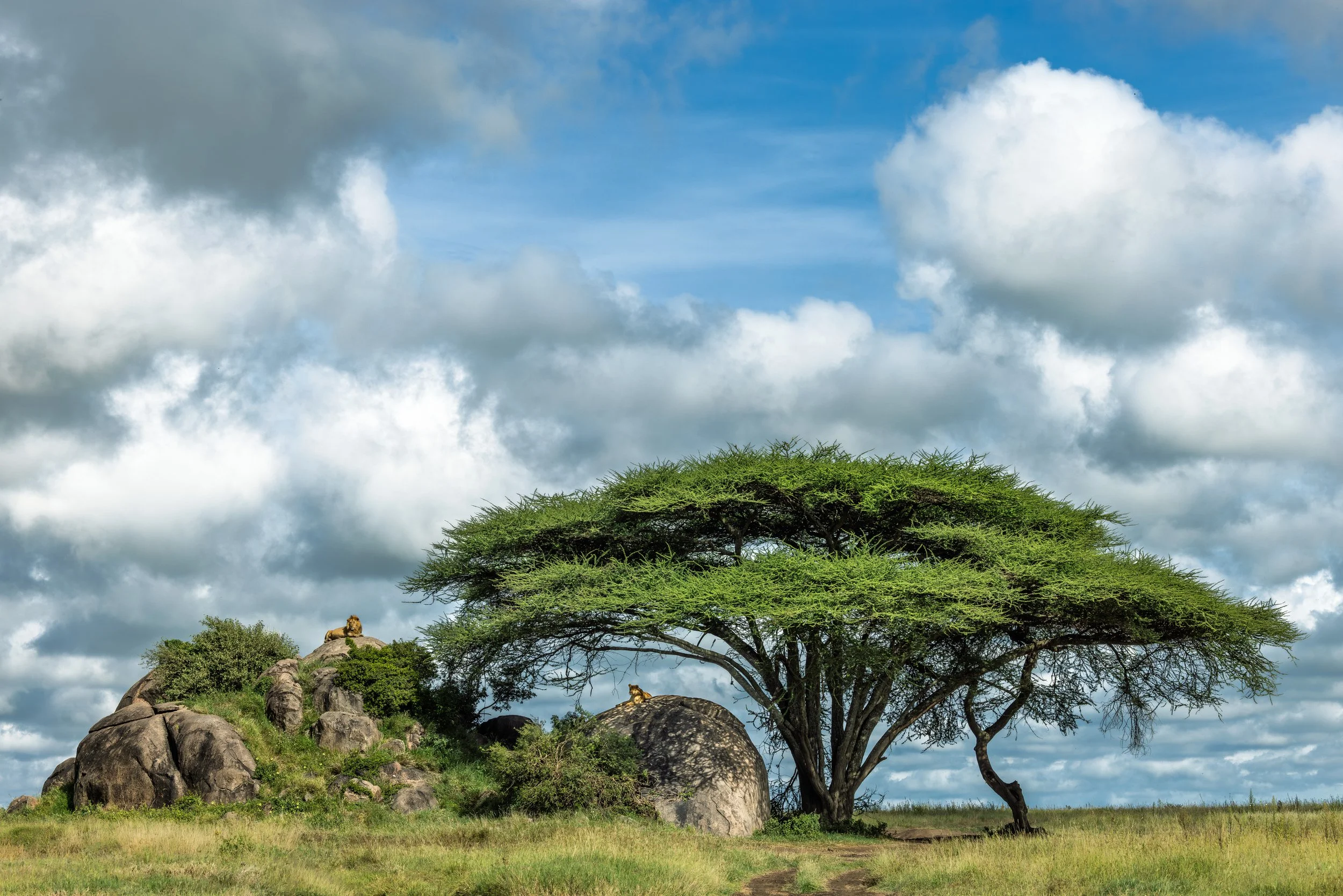 Serengeti-GAK-0896.jpg