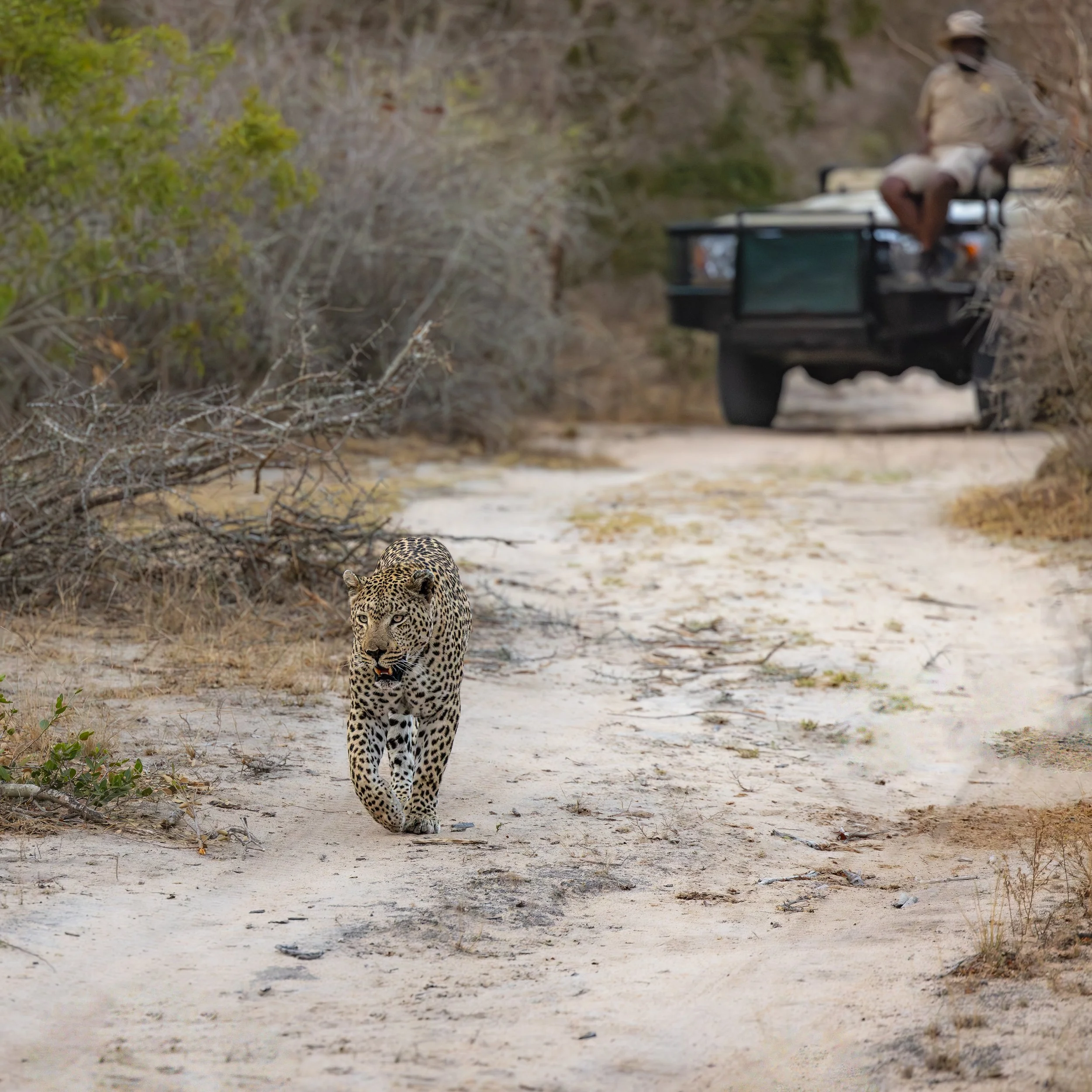 Elephant Plains-GAK-0218.jpg