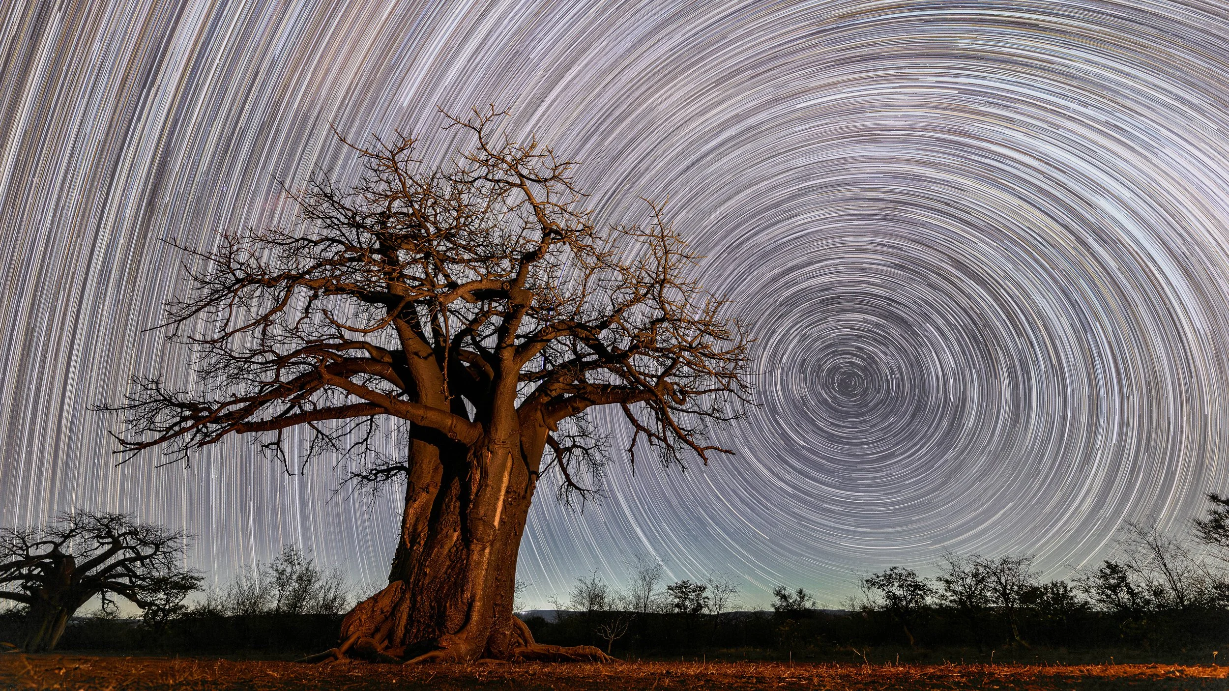 Baobab tree - Limpopo, South Africa 