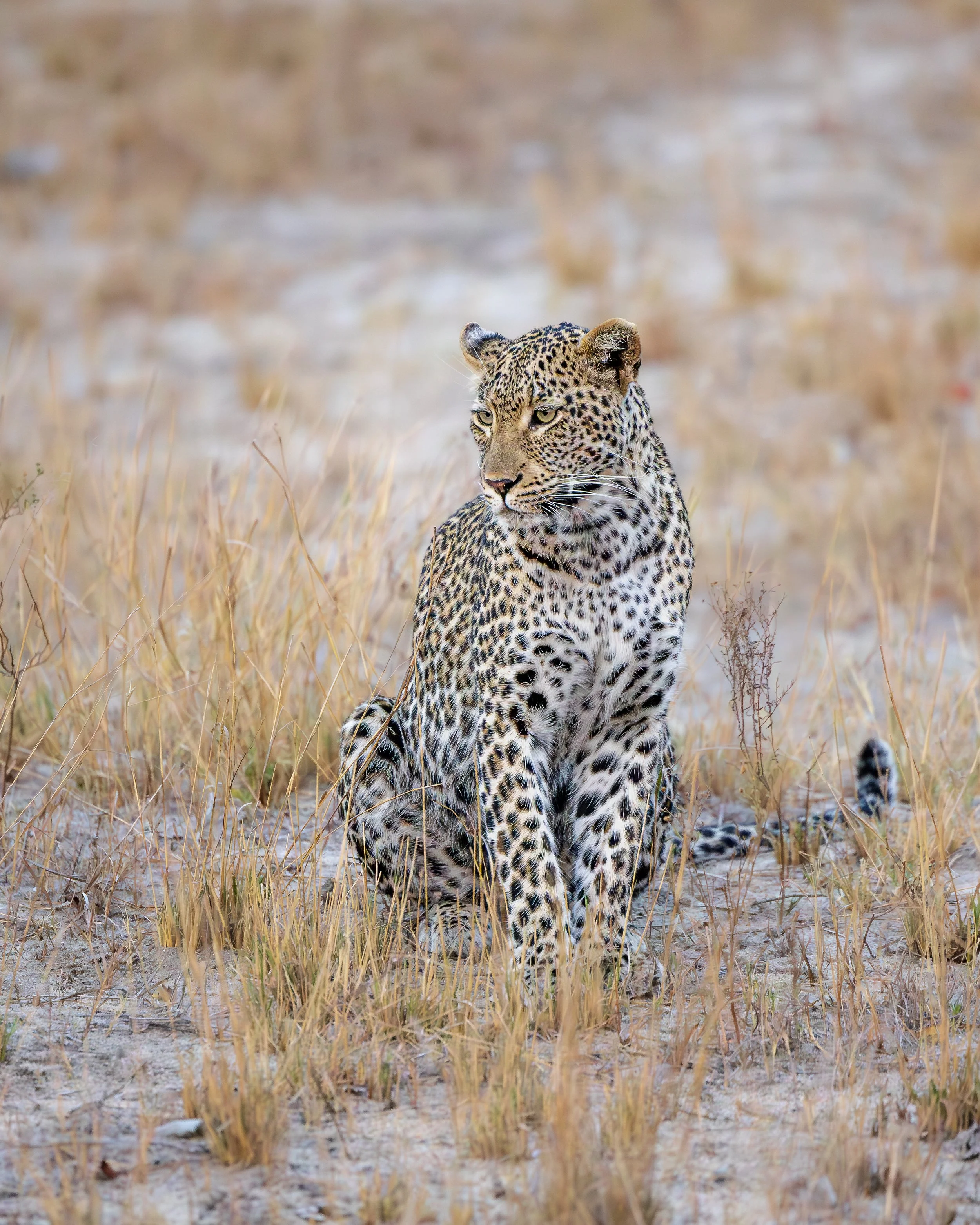 Elephant Plains-GAK-0679.jpg