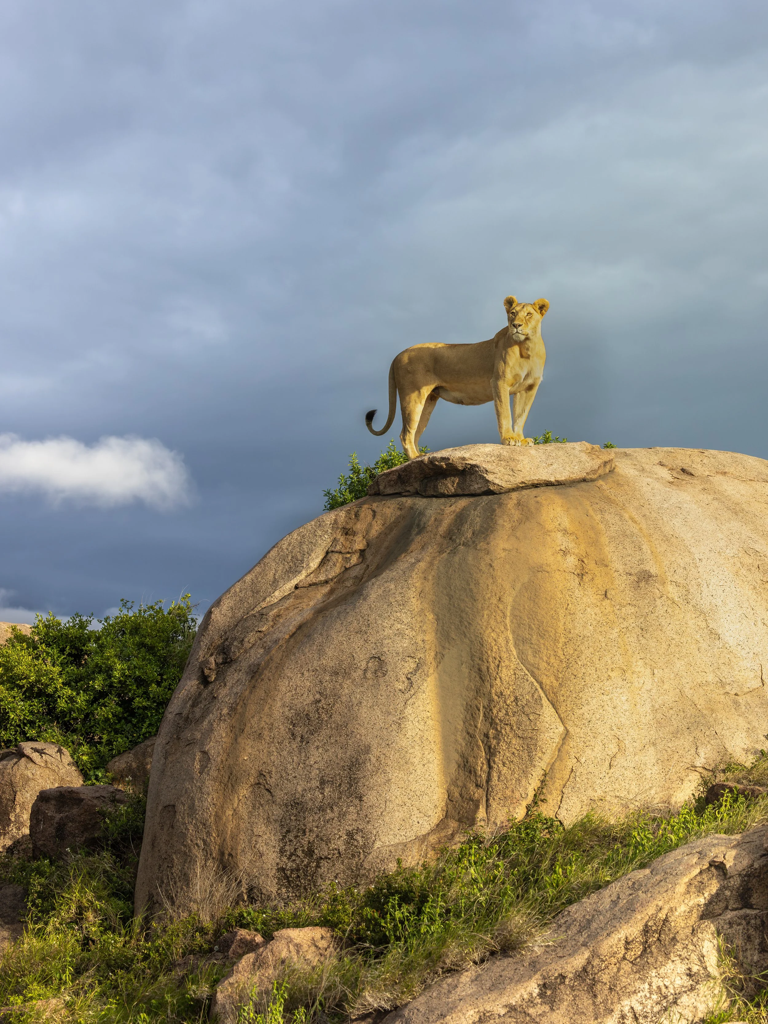 Serengeti-GAK-2351.jpg