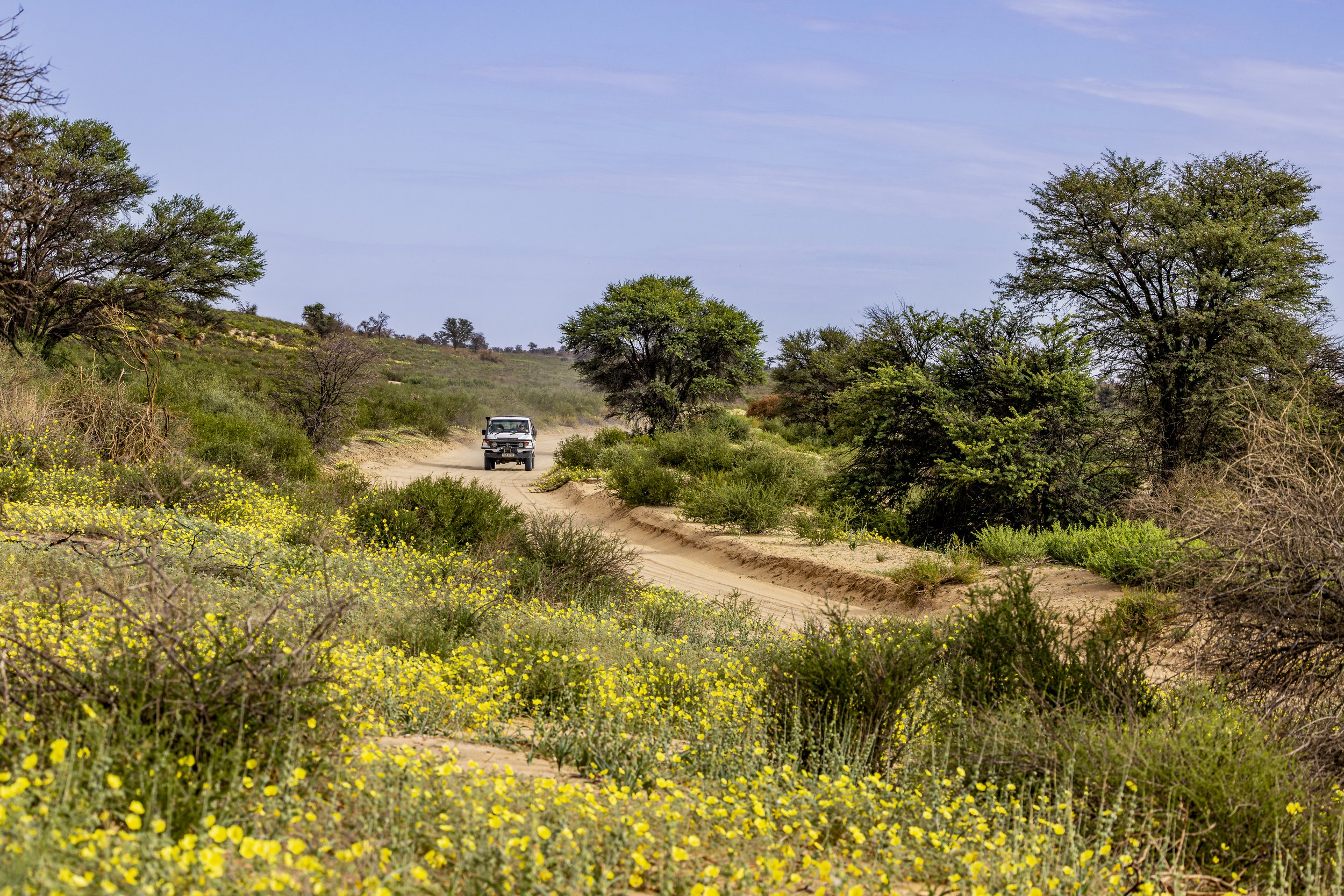 Kgalagadi Transfrontier Park - Northern Cape, South Africa