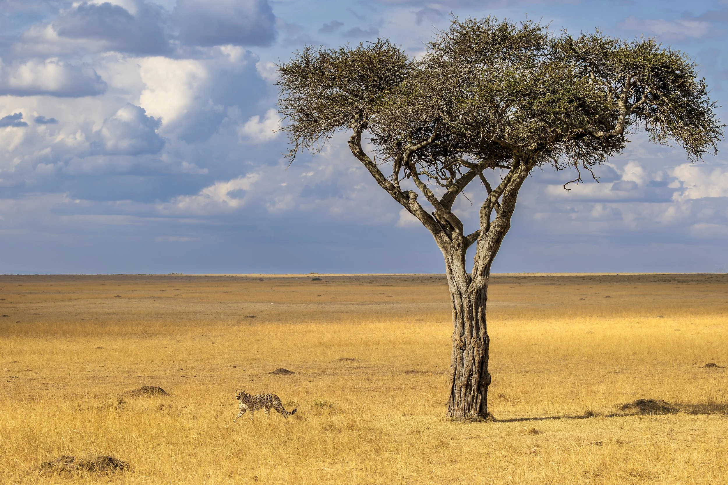 Masai Mara, Kenya