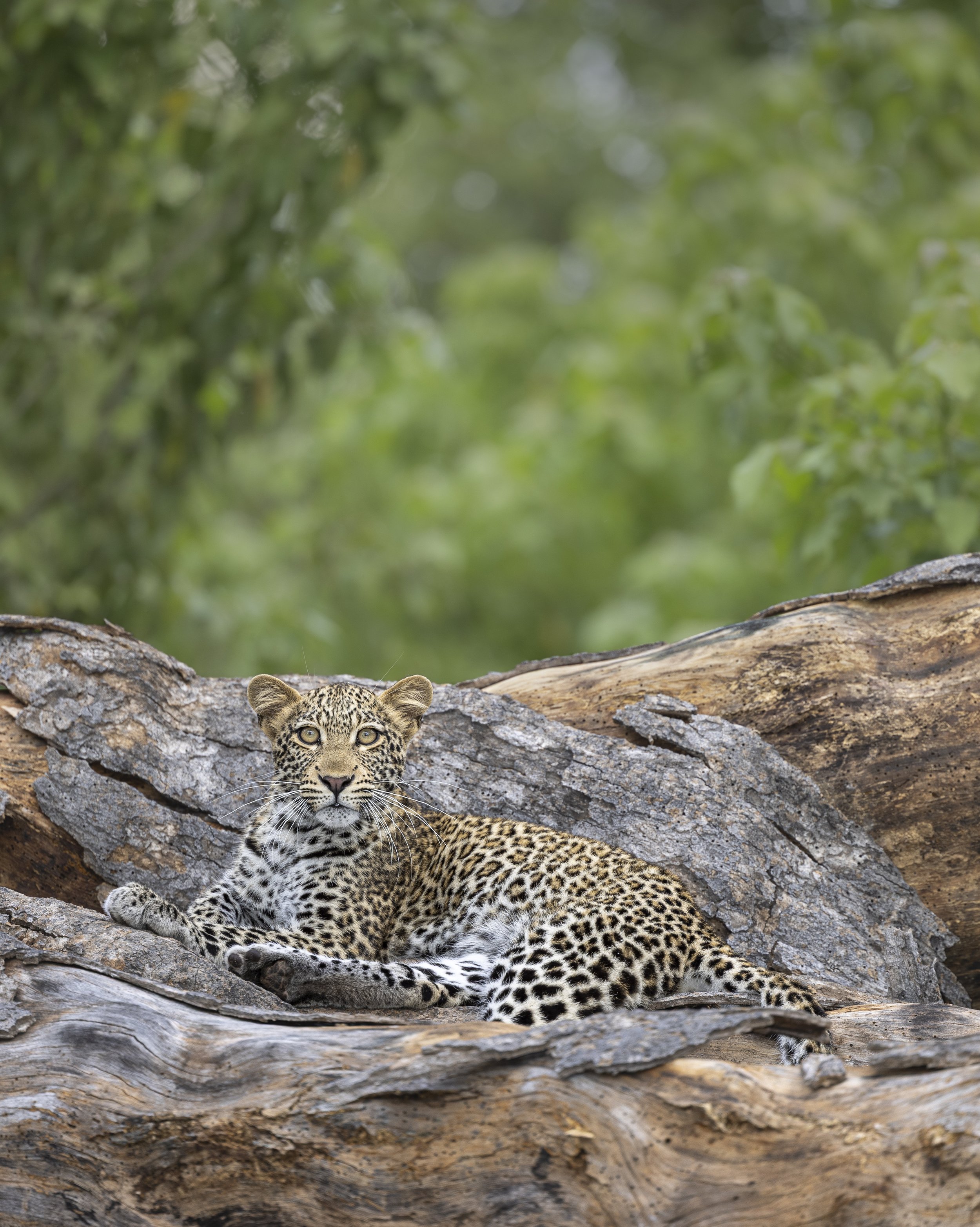 Young female leopard