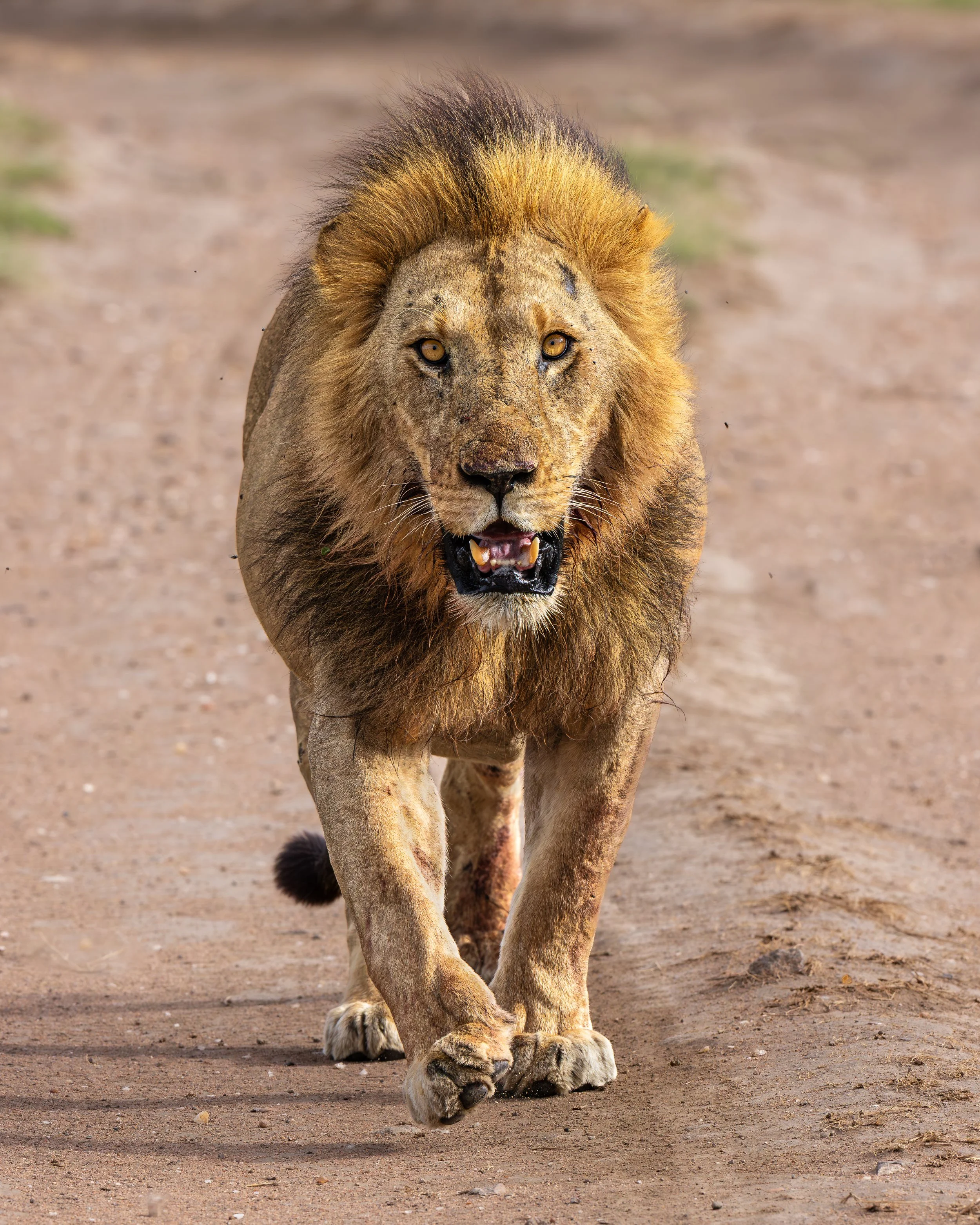 Serengeti-GAK-3569.jpg