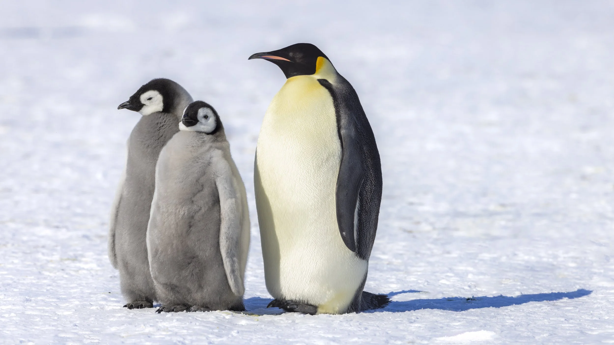 Emperor Penguins, Lazarev Colony