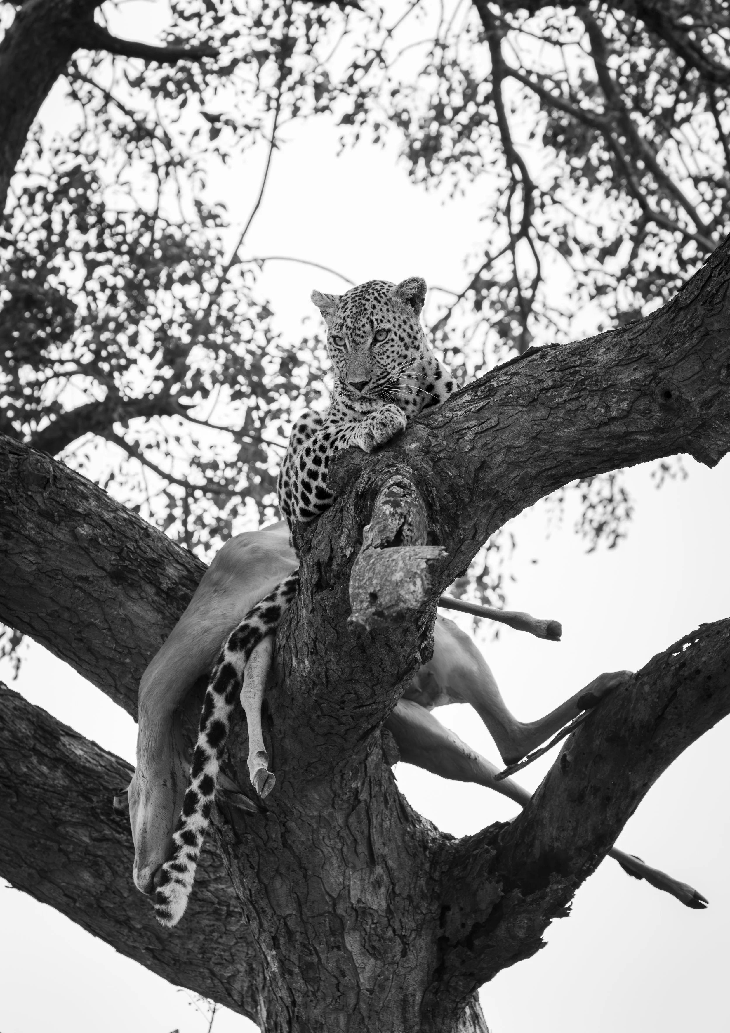 Leopard with Impala kill - Thornybush Game Reserve, Limpopo, South Africa 