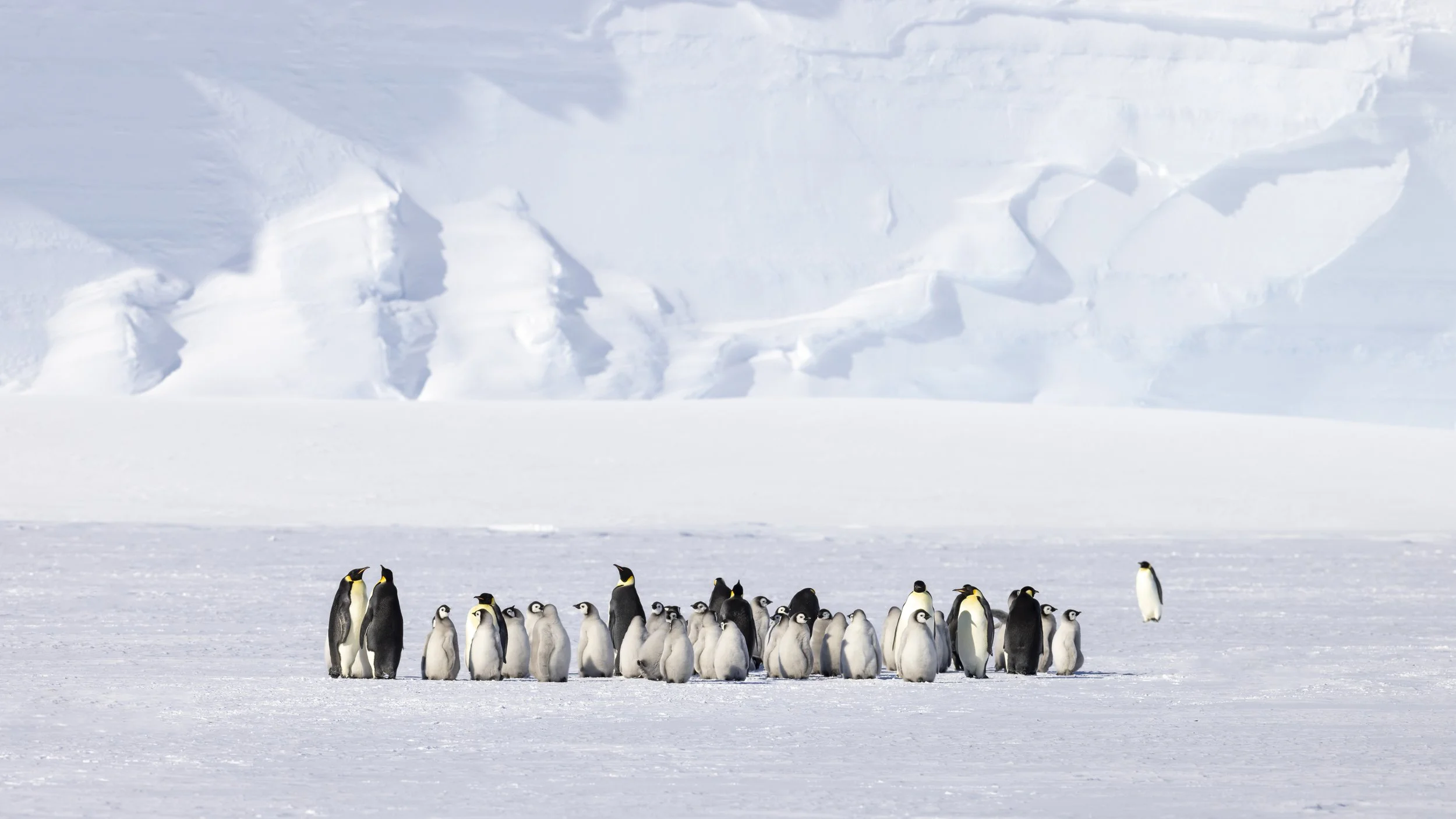 Emperor Penguins, Lazarev Colony 