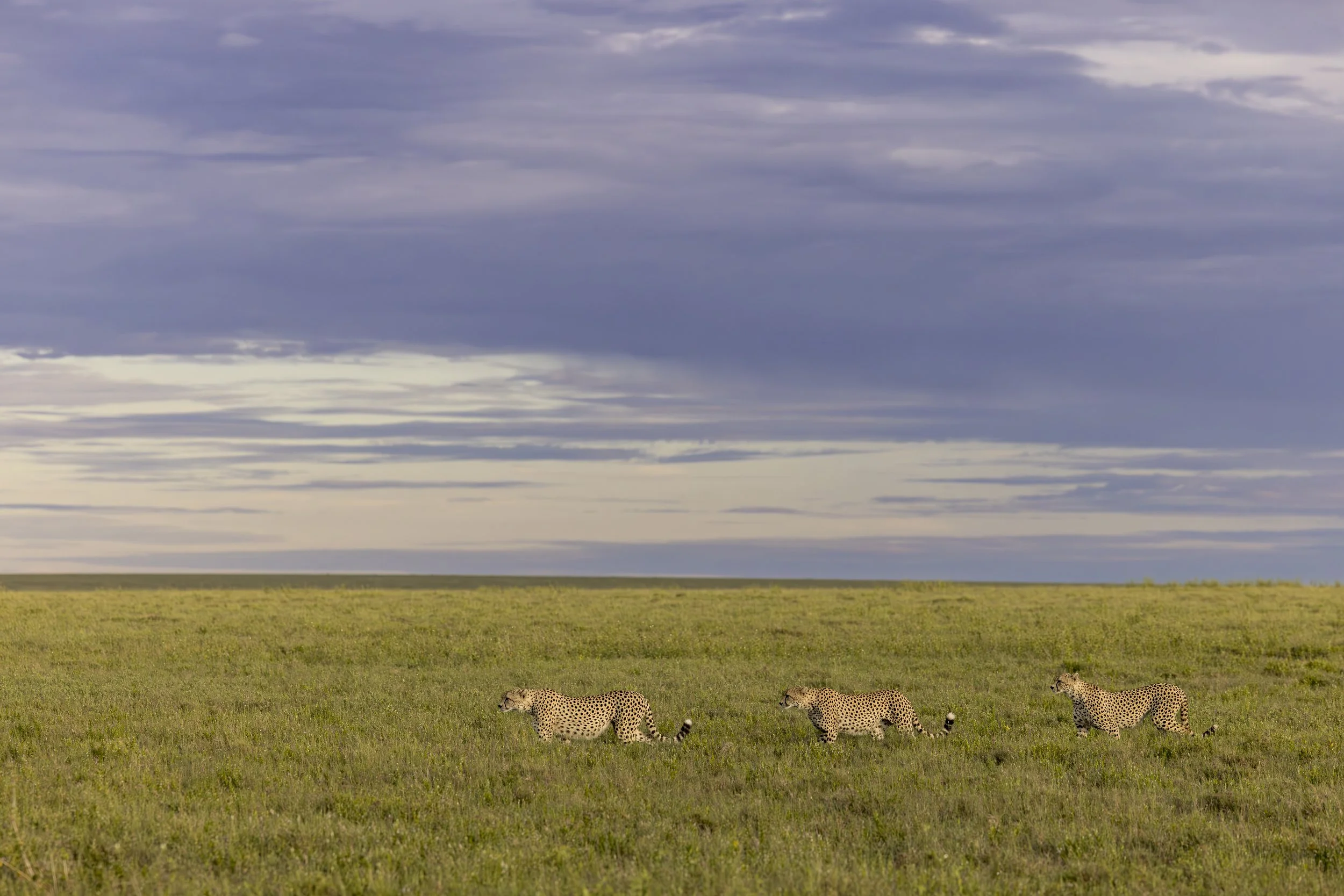 Cheetah brothers 